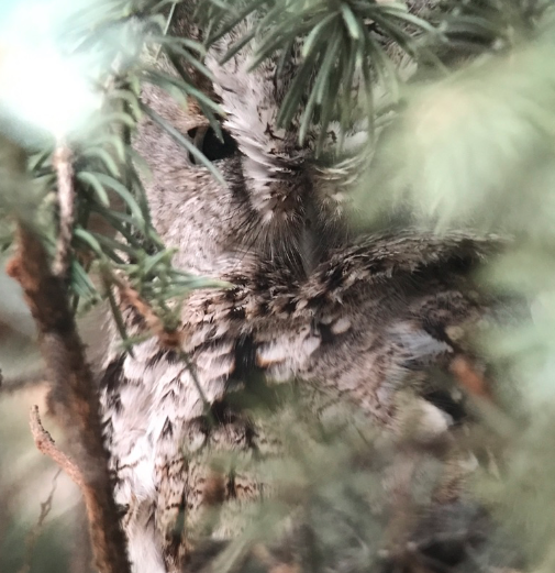 Birdchick Podcast #219 Owl Drama and Birding Apps