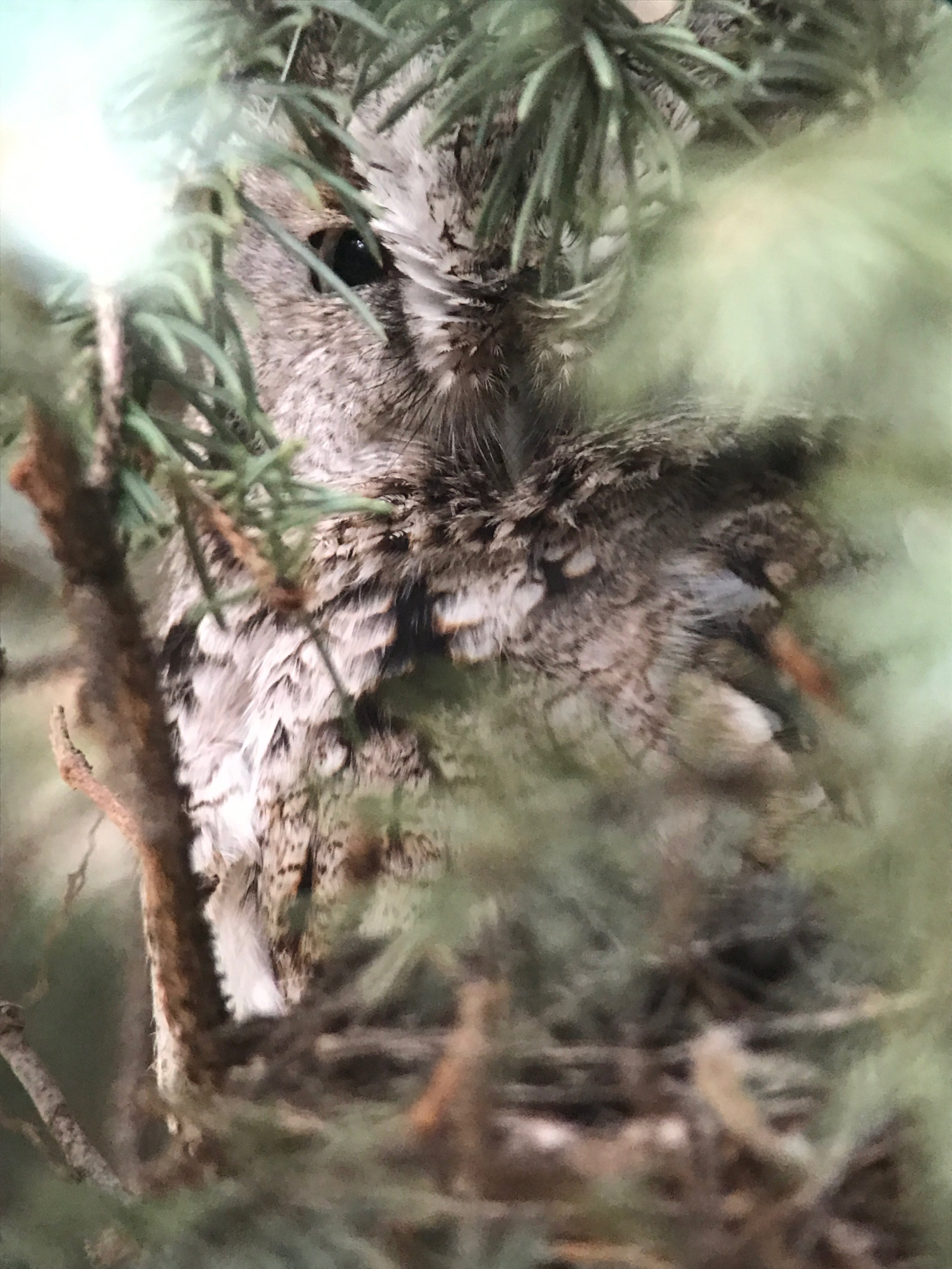 This owl maybe low, but it has figured out a great hiding spot. 