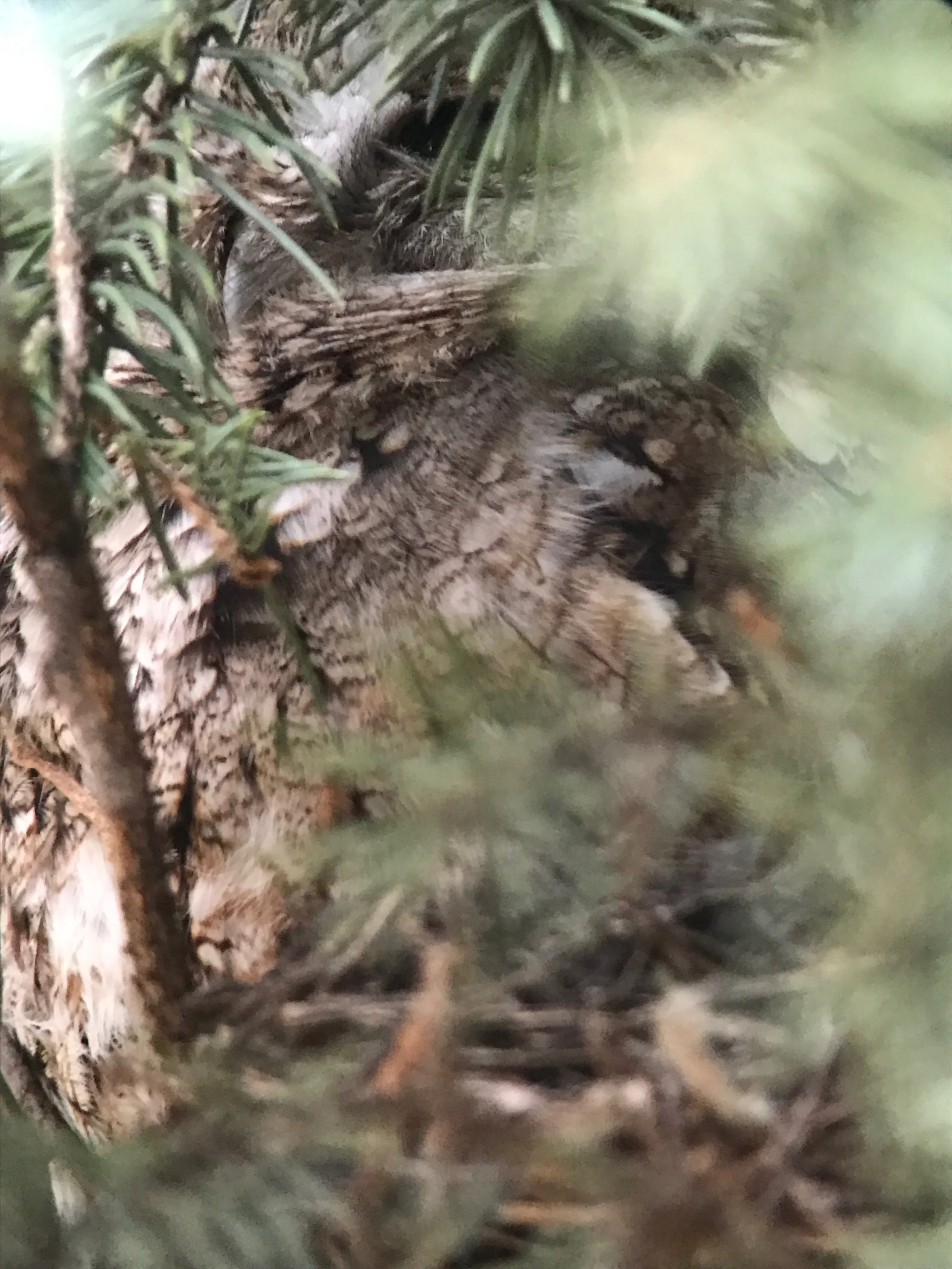 I like this photo because the owl turned away from me. It no longer saw me as threat enough to stare down. All in all we were there three minutes getting pictures and grabbing a few more pellets. 
