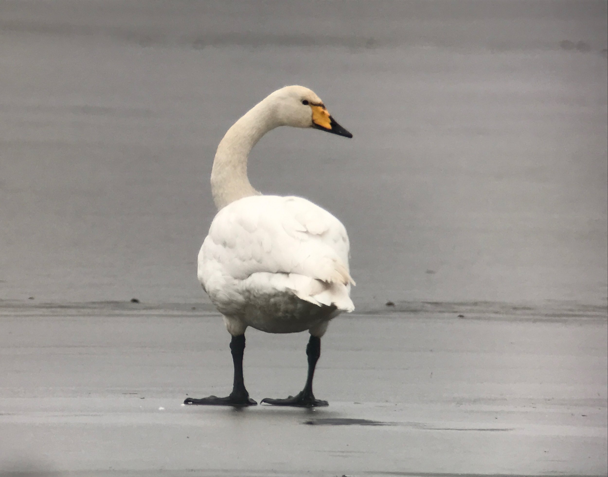 And in case you are wondering, you can digiscope with the BTX.