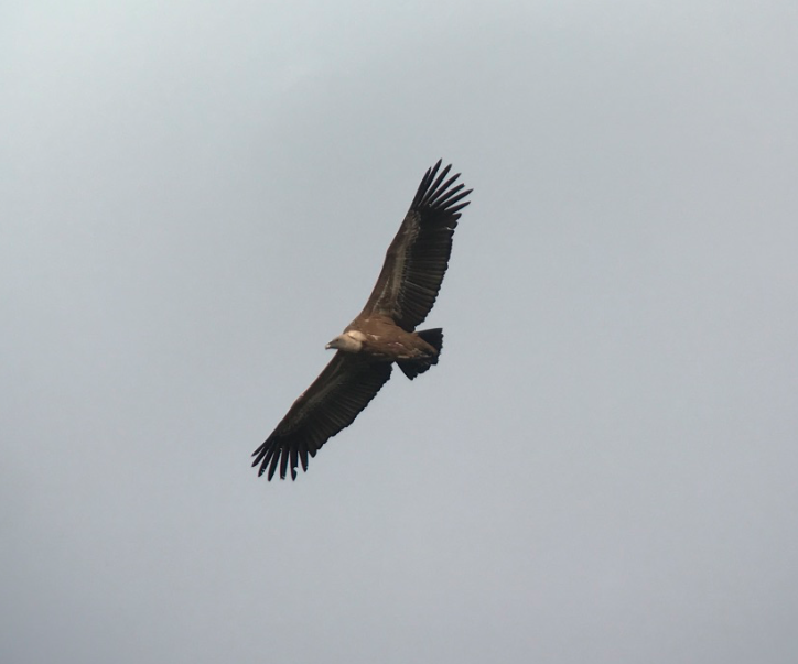 Birdchick Podcast #220 Birding Extremadura, Birds Do Weird Stuff