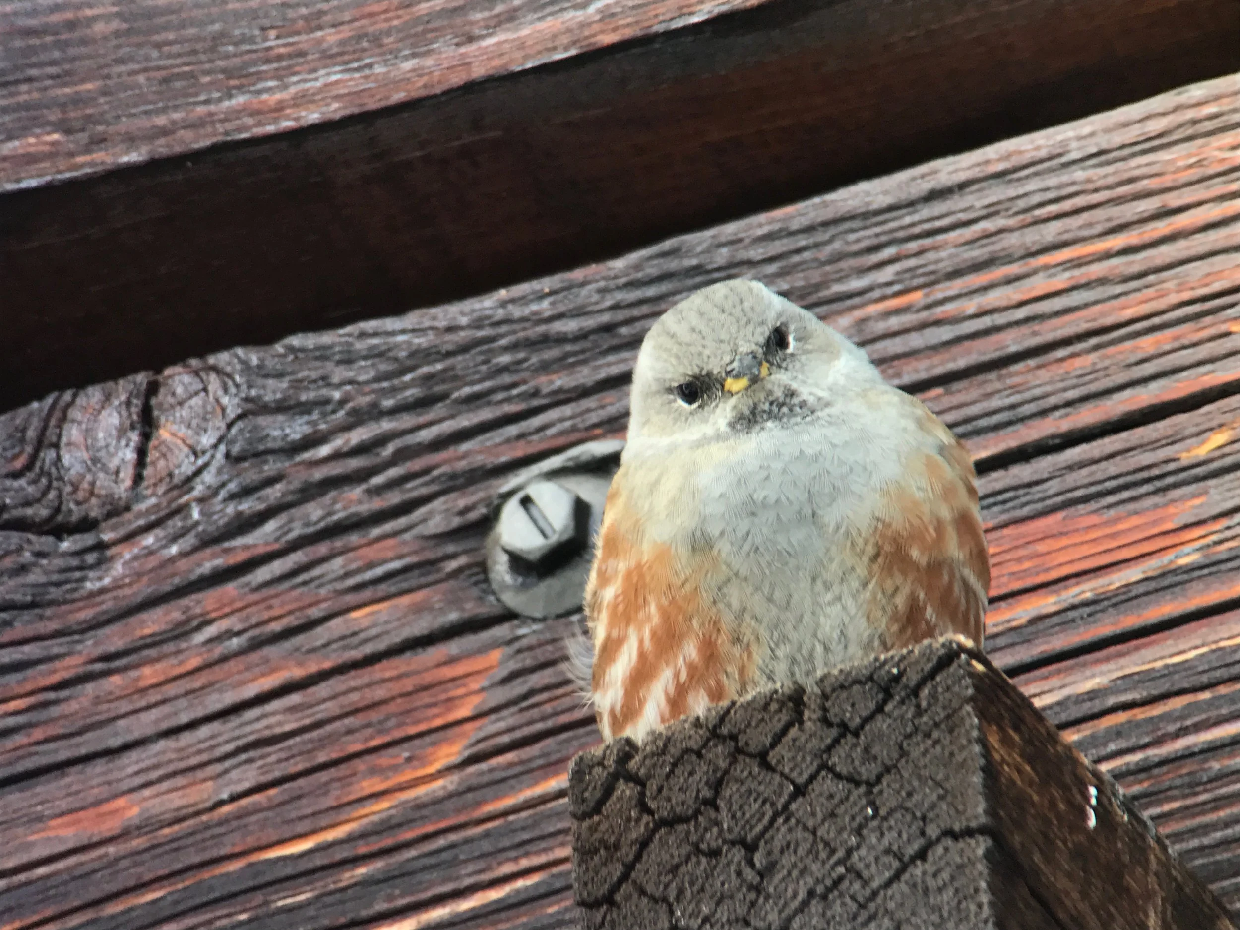 eBird Is The Best Passport