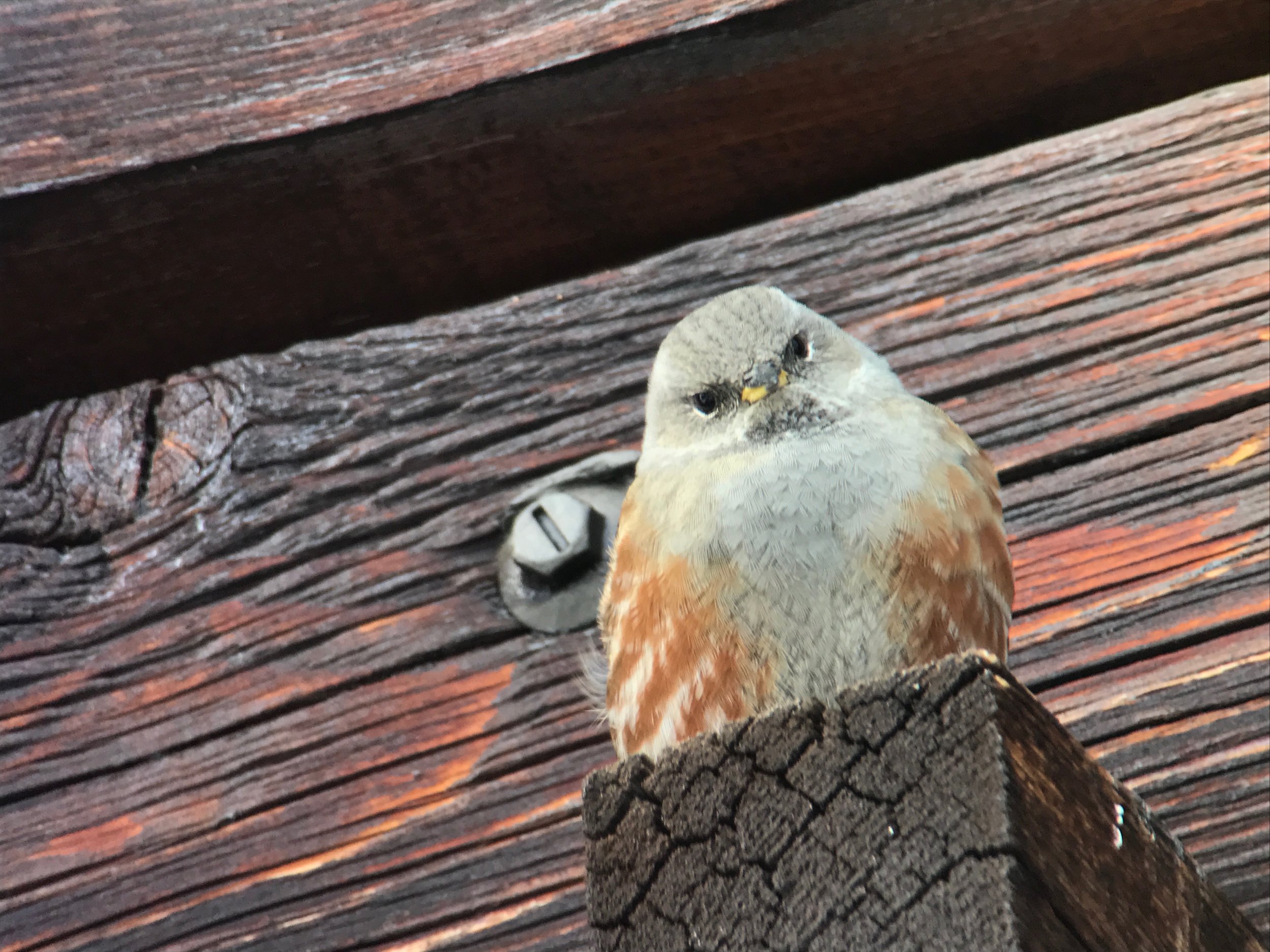 Alpine accentor. 