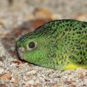 Birdchick Podcast #221: Nest Watch, White-throated Sparrows