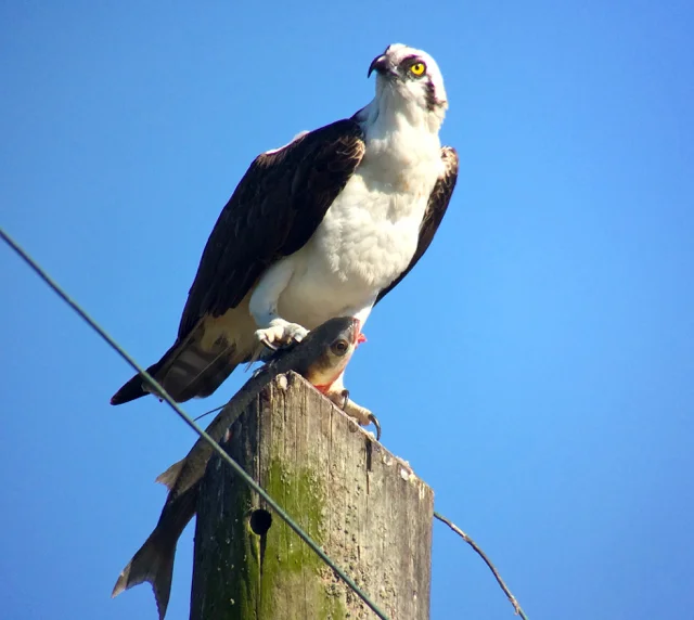 Birdchick Podcast 222: Cuba Birding and Migration