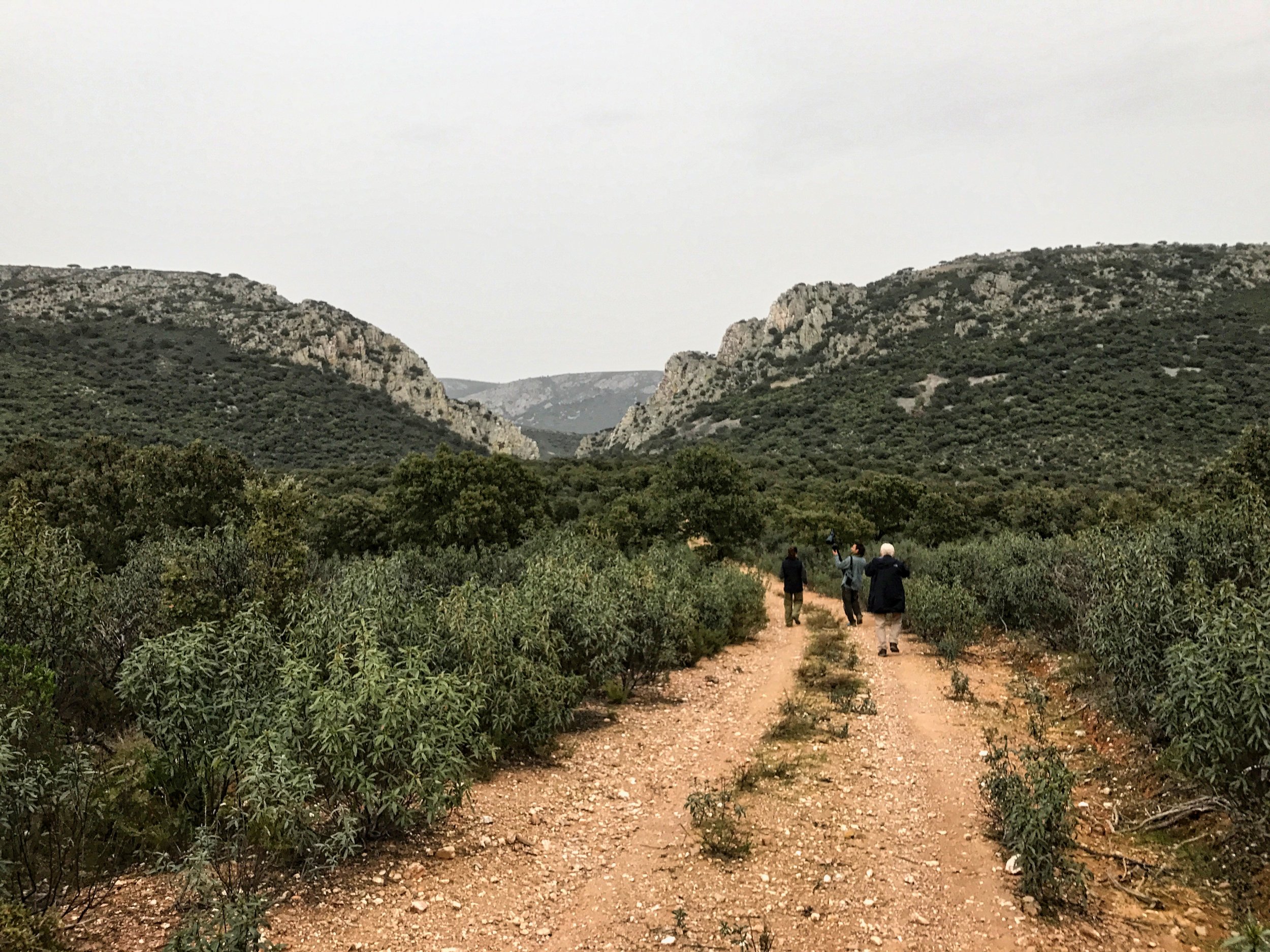 The park a mixture of scrub habitat among rocky cliffs and and small oak forests. One tends to think of Europe as being mostly historic cities and villages but there's a warm wildness in Extremadura that is unique to Europe. You can find spots and feel like you're in a true wilderness. 