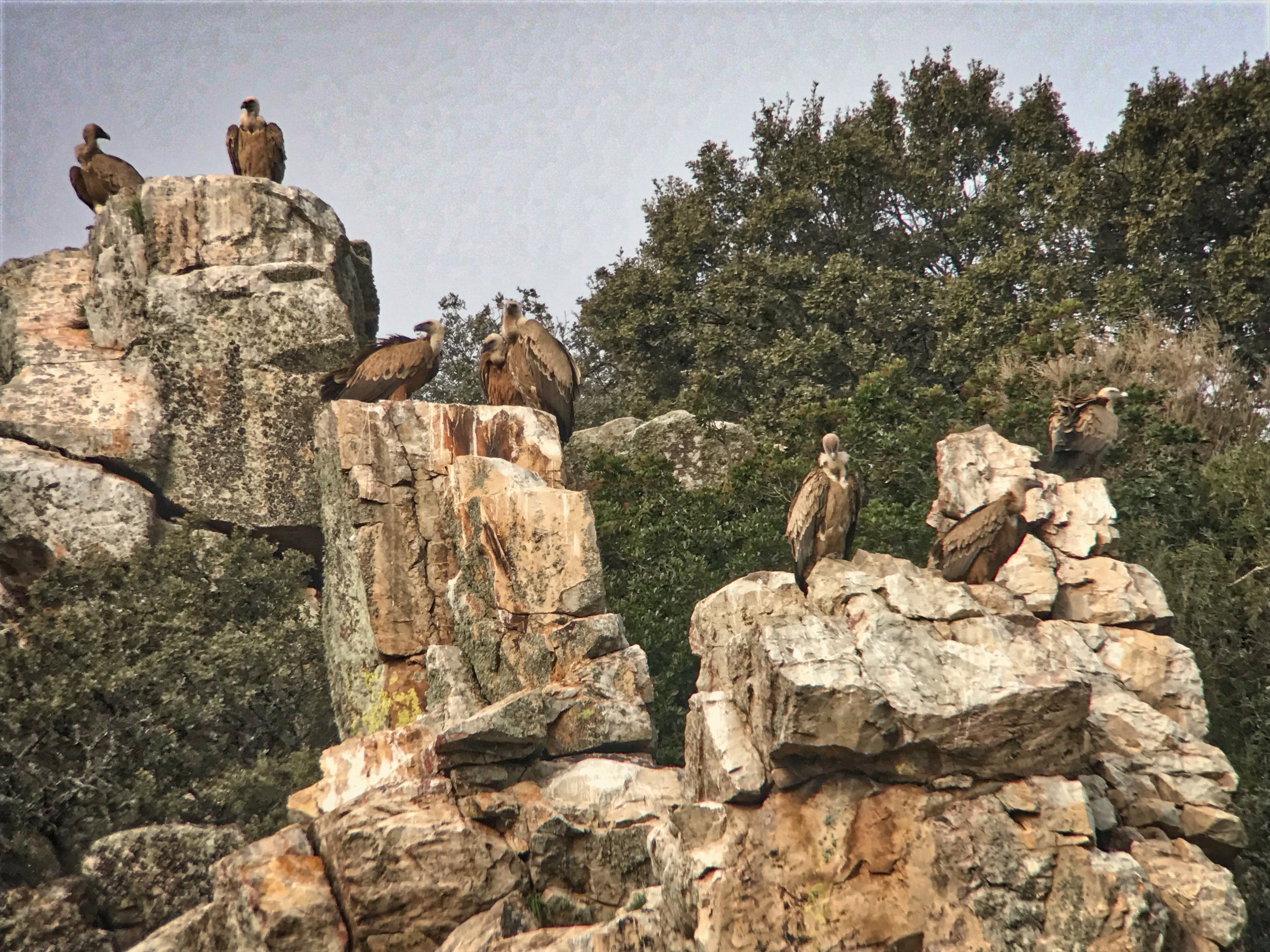 Griffon vultures roosting on one of the may rocky cliff faces in Monfragüe. 