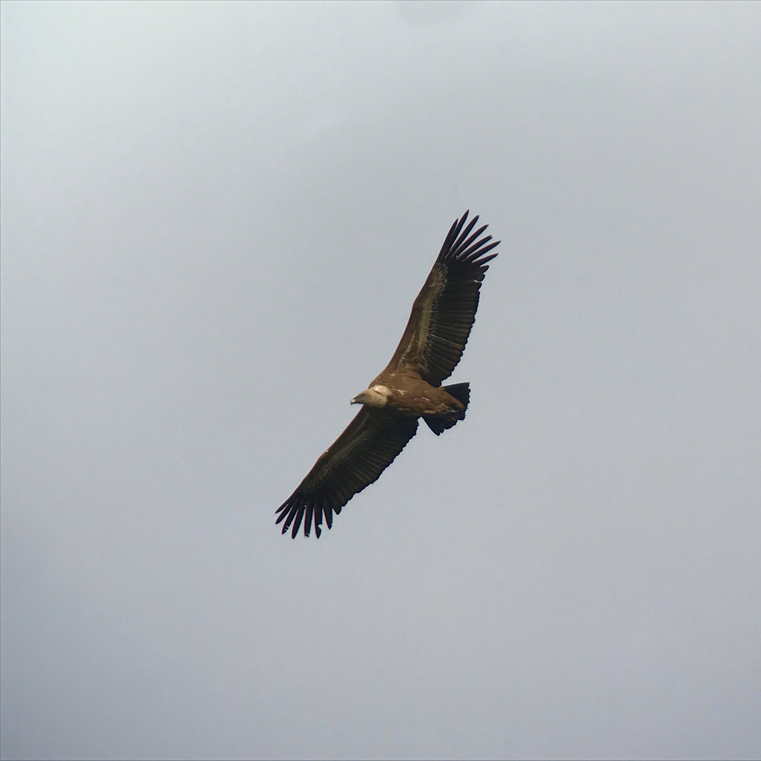 Griffon vultures rely on soaring to keep their massive weight in the air, since their heavy bodies would burn too much energy for flapping in powered flight. They soar high looking for dead livestock. 