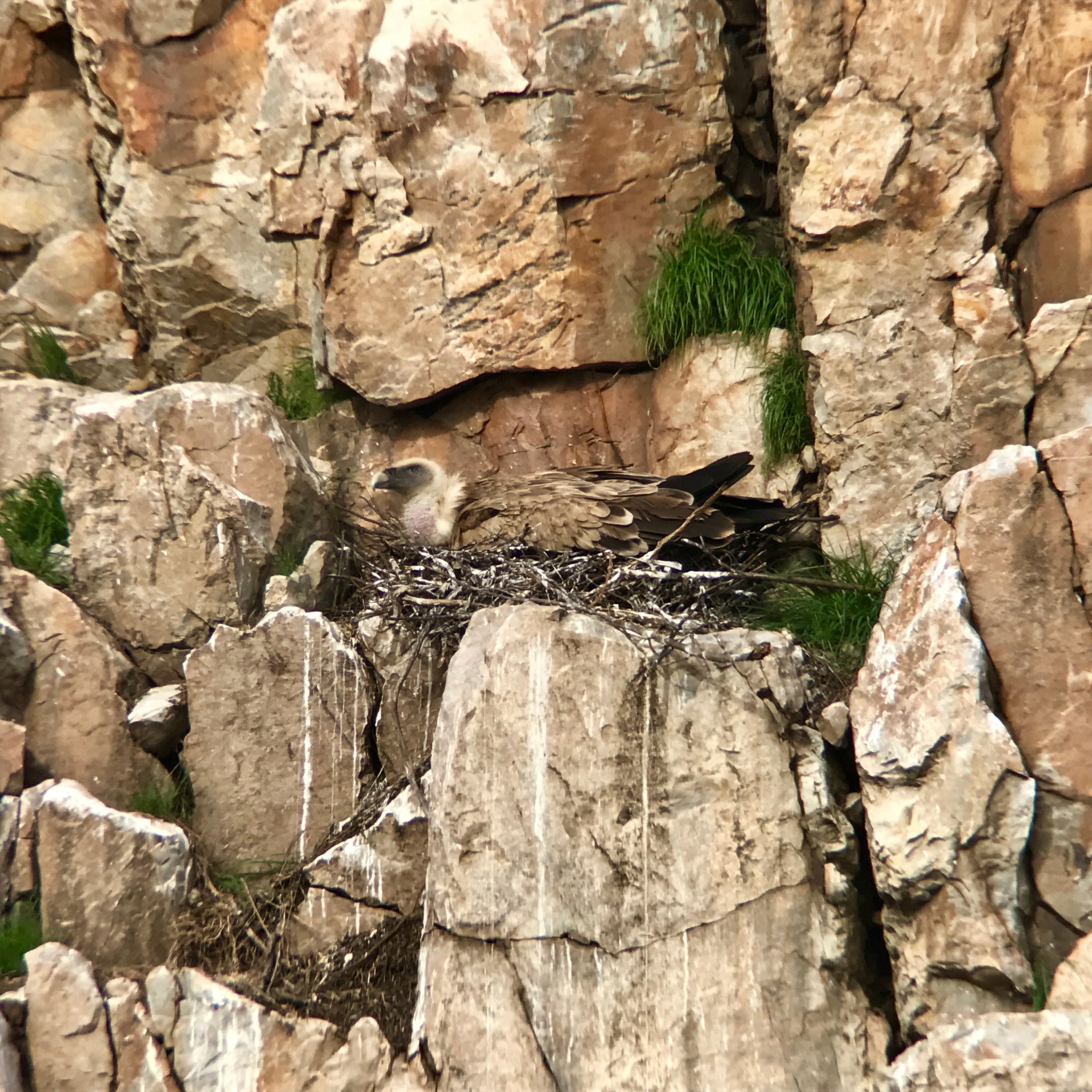 Griffon vultures pair up for life and nest in breeding colonies along rocky cliffs. Spain hosts the largest breeding population for this species and Monfragüe National Park is a great place to view them. 