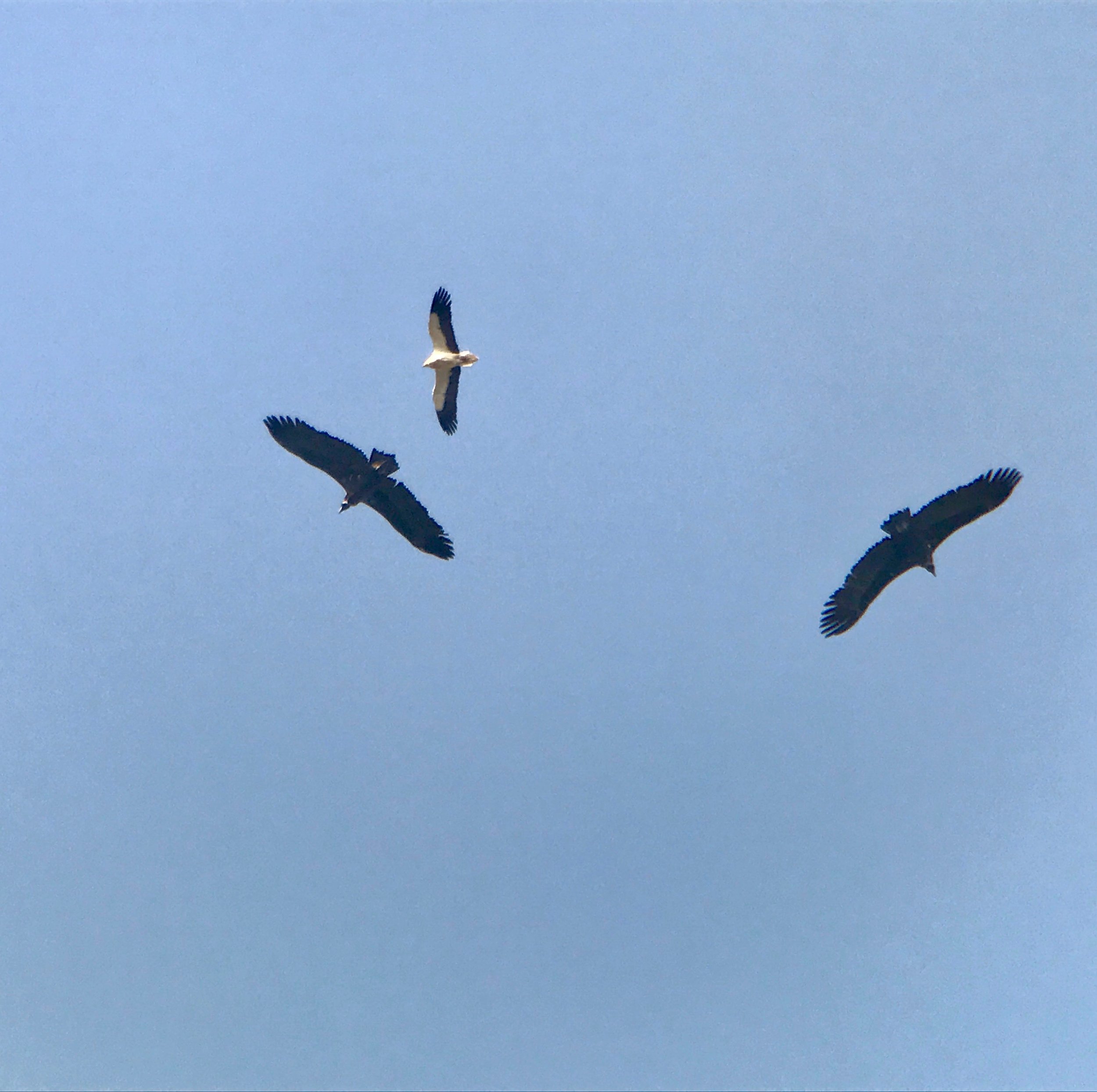 Other species of vulture can be possible too, depending on the time of year. These are black vultures with my lifer Egyptian vulture mixed in. 
