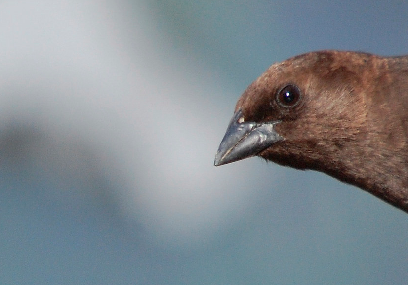 Birdchick Podcast #223 Cowbirds, Audubon, Gay Griffon Vultures