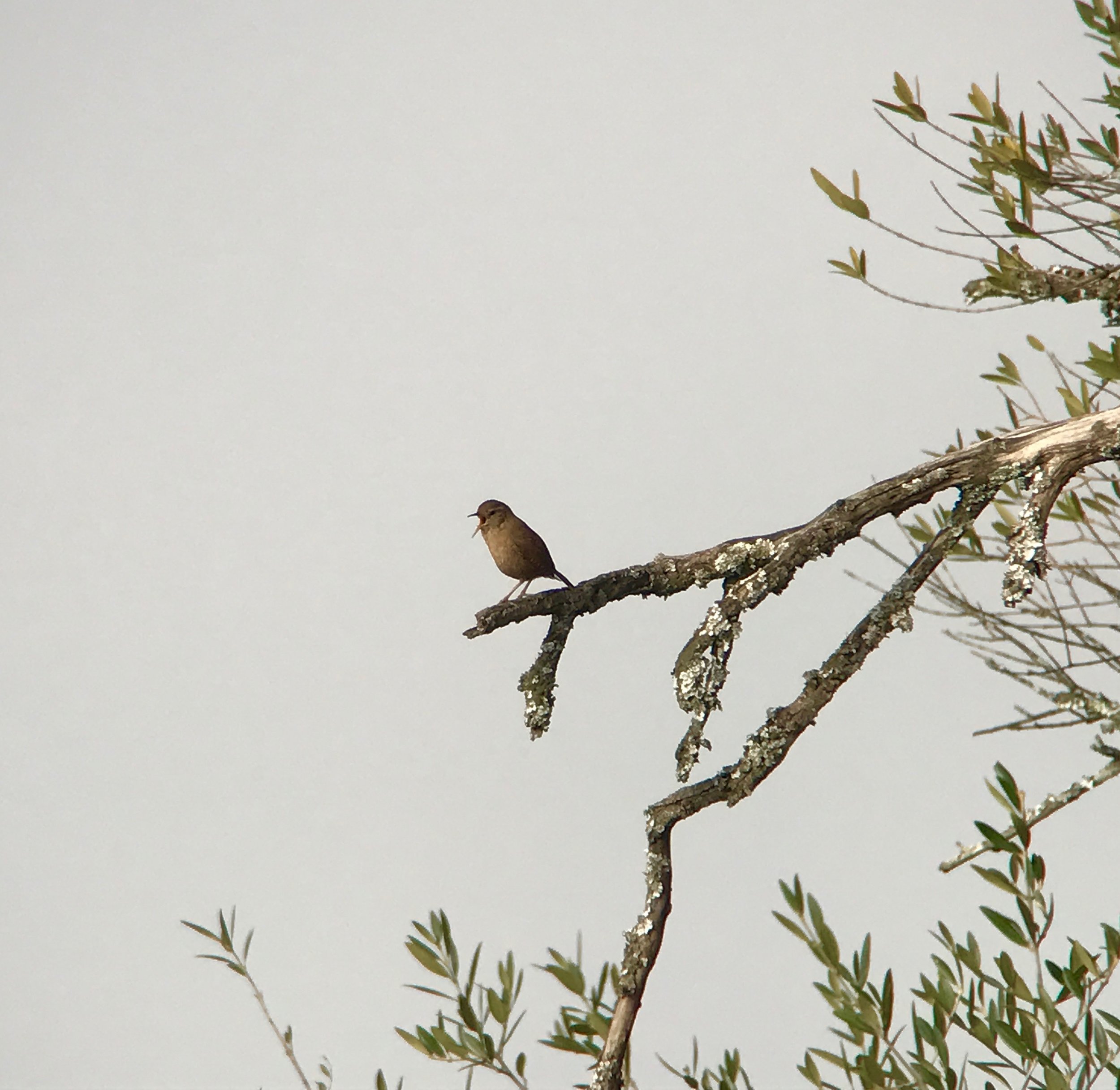 Eurasian wrens are one of my favorite singers. 