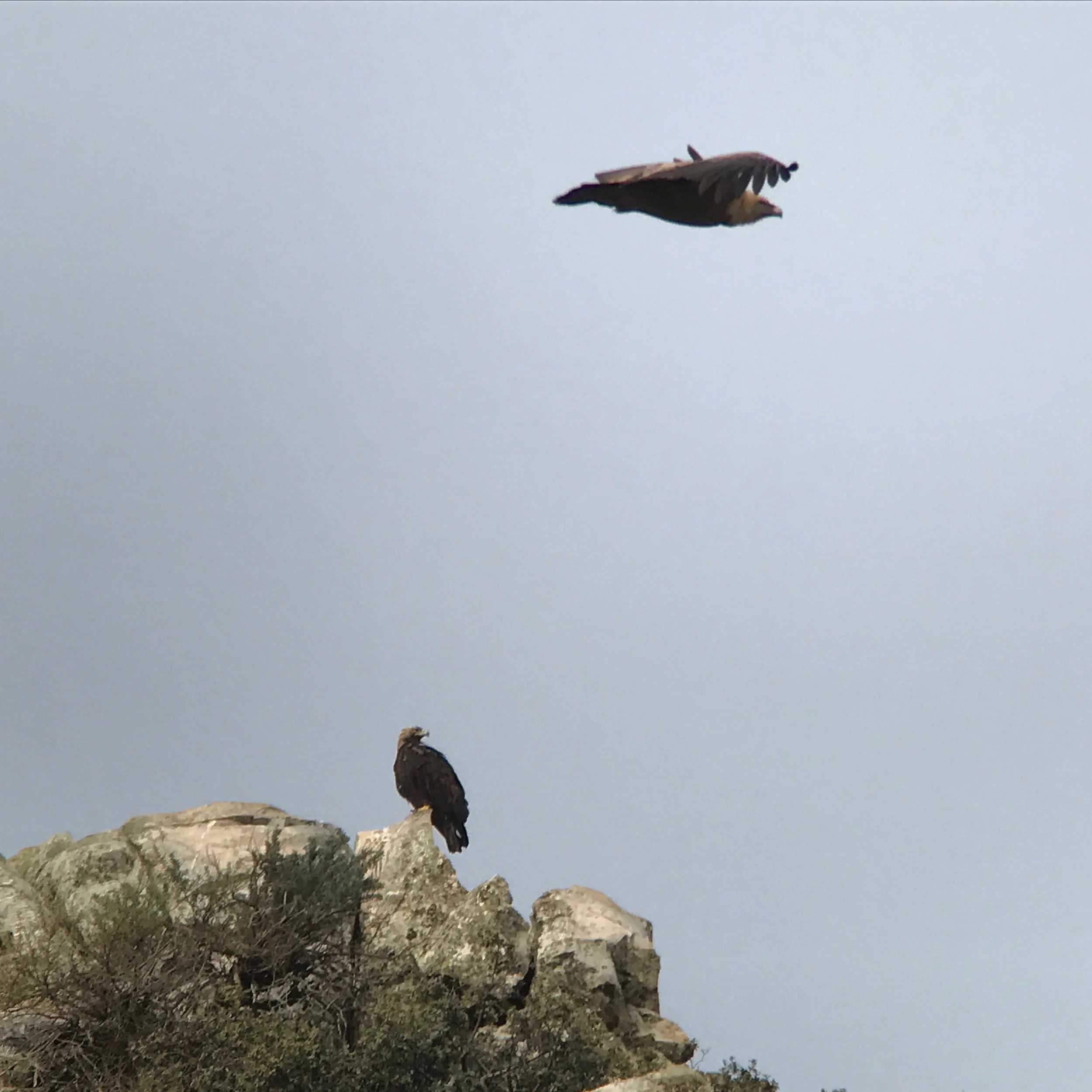 One of the prized species in this region is the Spanish imperial eagle. My picture got photobombed by a griffon vulture. 