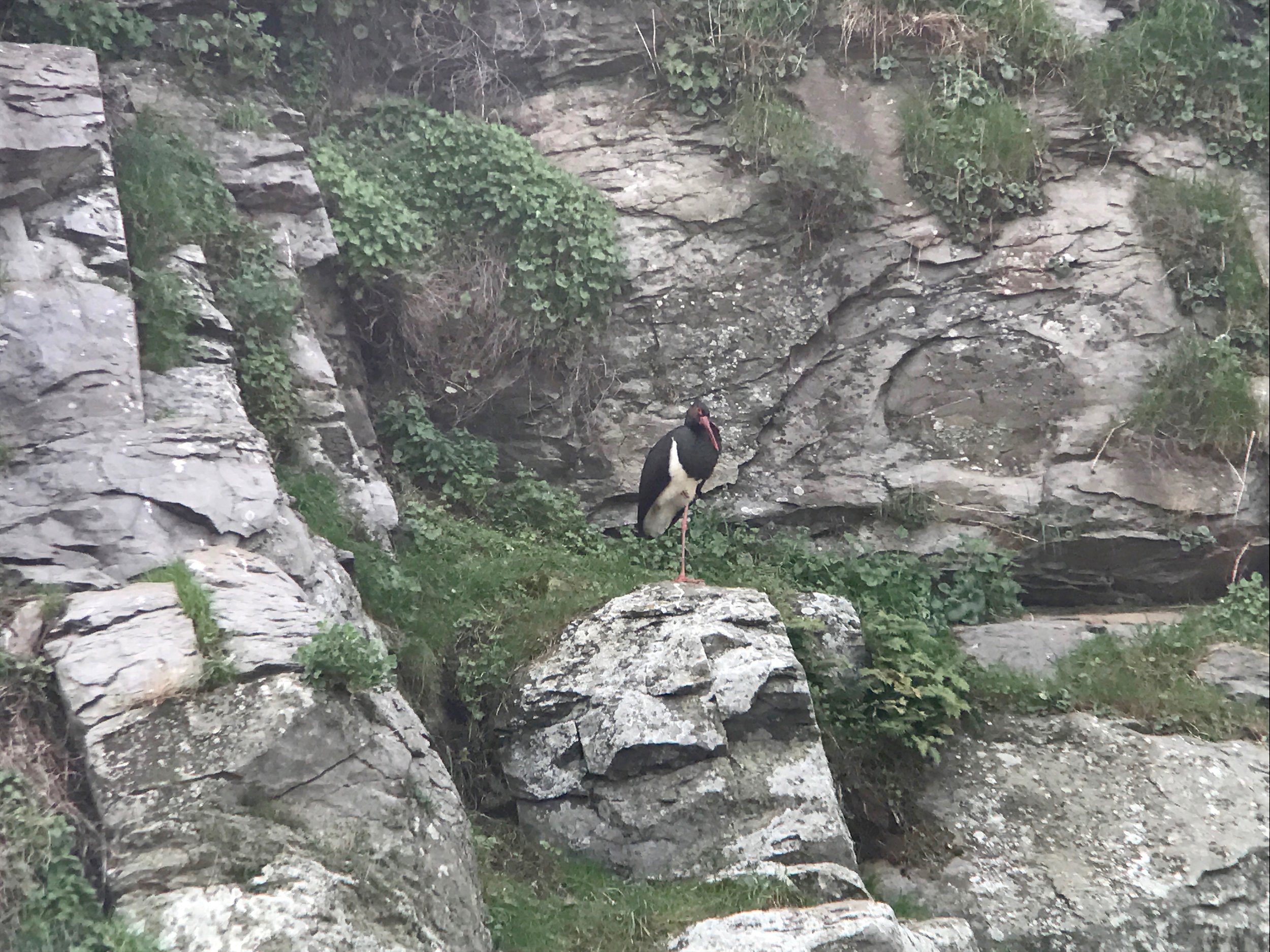 Black stork.