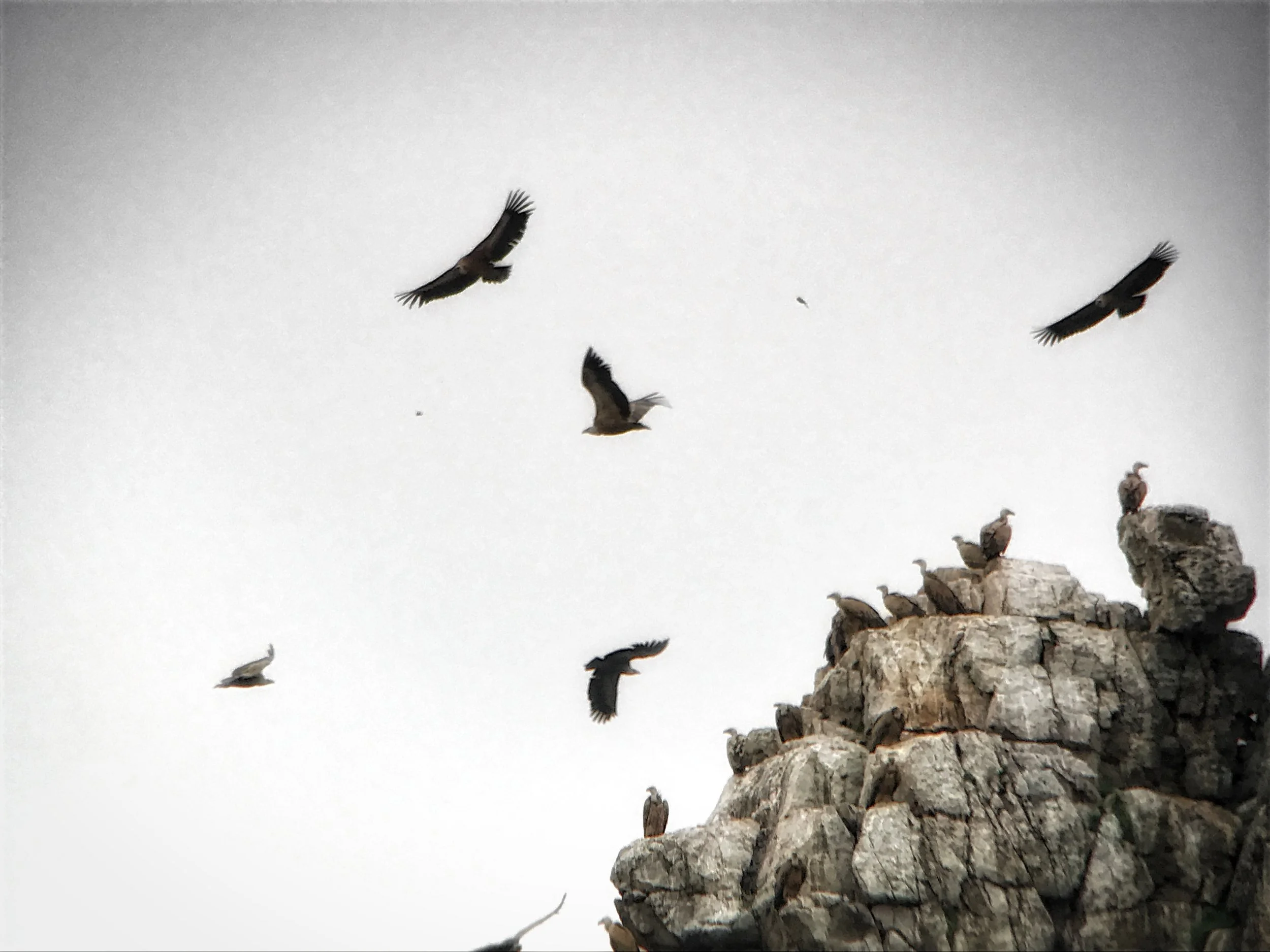 Monfragüe National Park, A Vulture Lover's Paradise