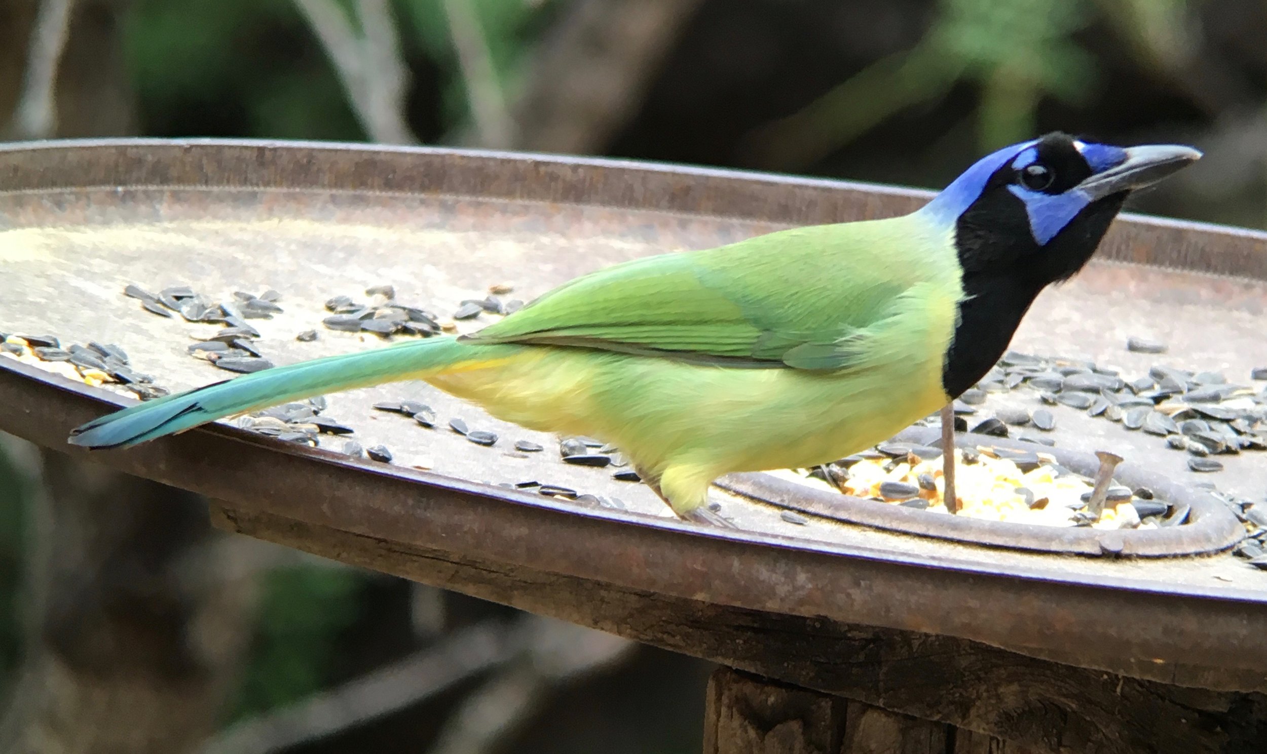 Podcast #225 Senior Passes and the Border Wall