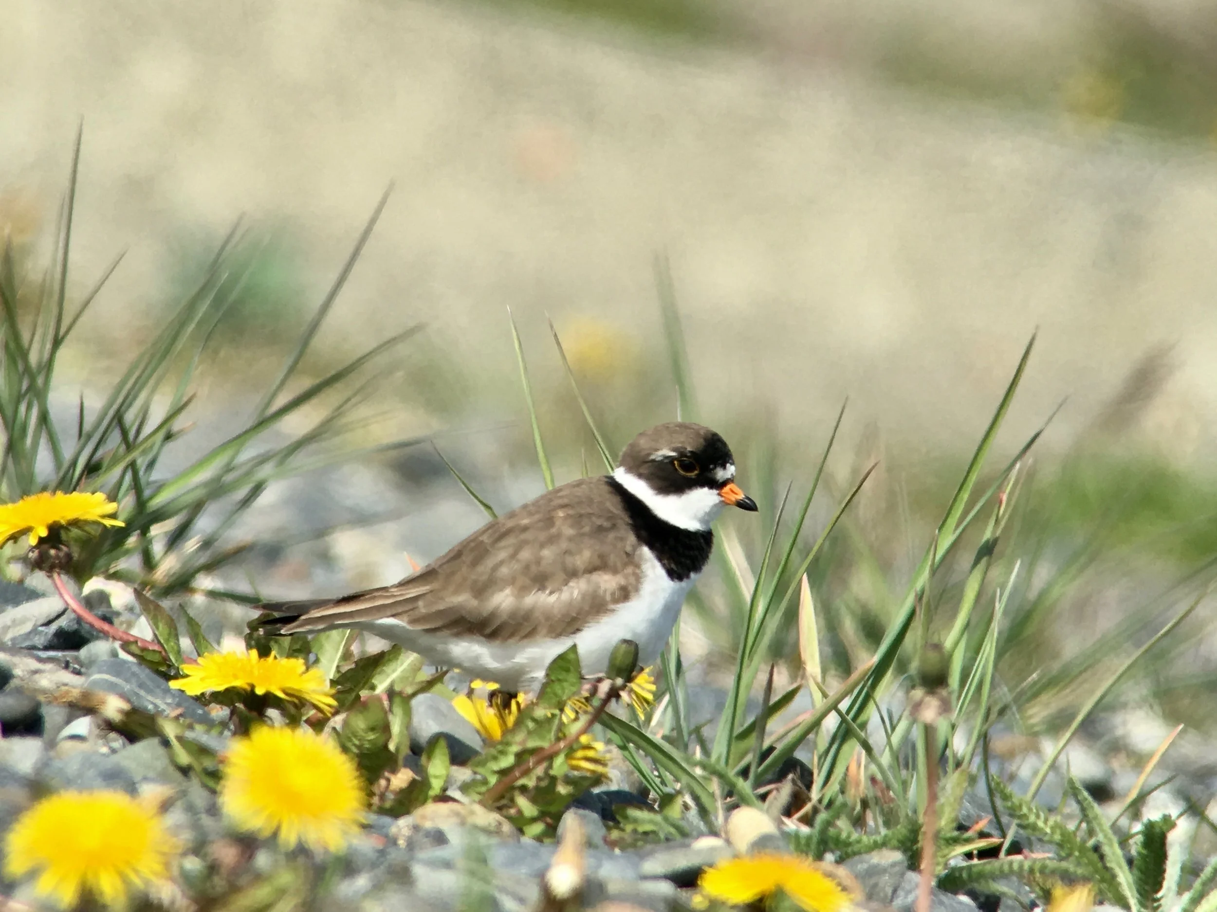 Semi-palmated plover seen along the Homer Spit. 