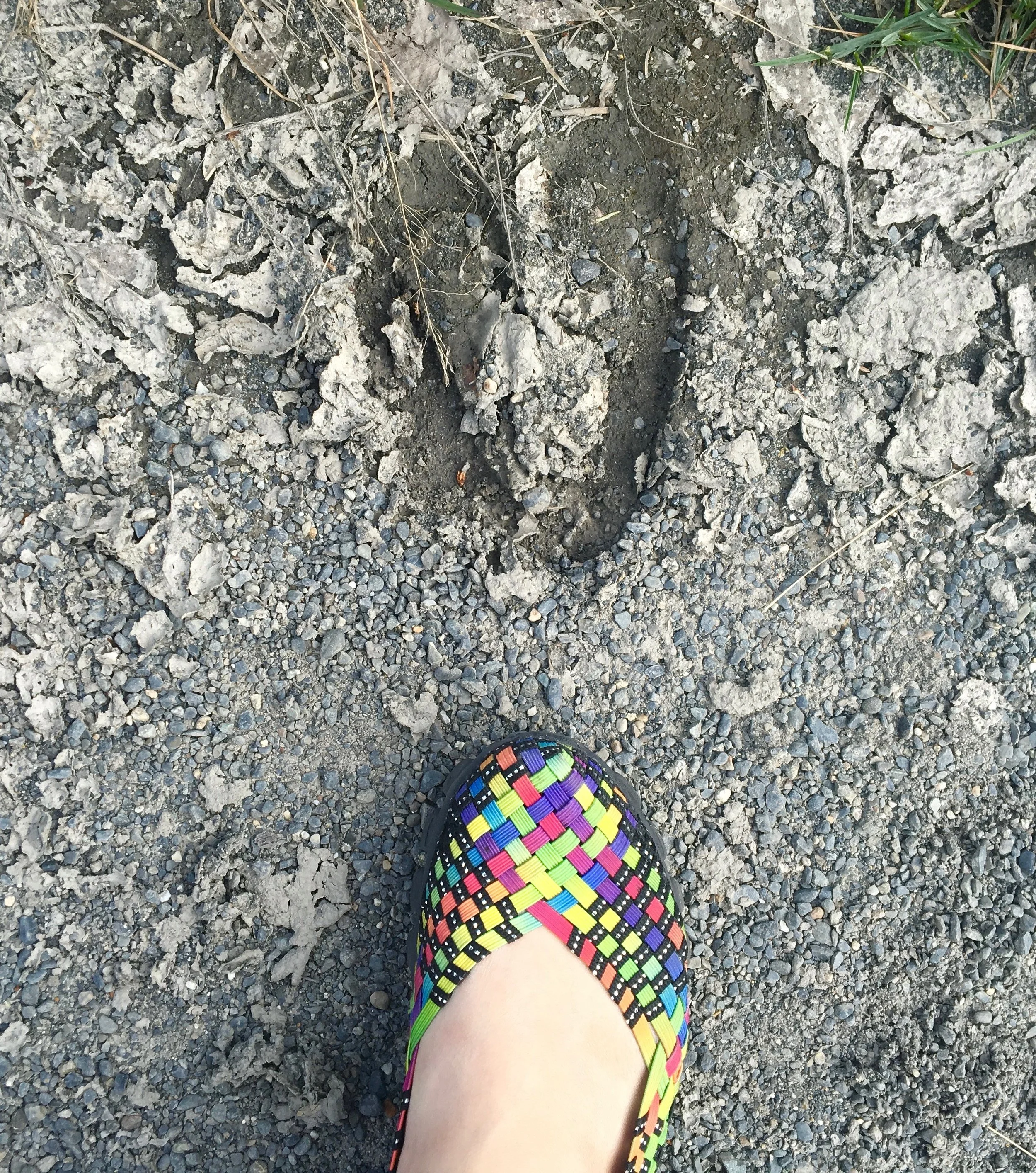 My foot compared to a moose track. 