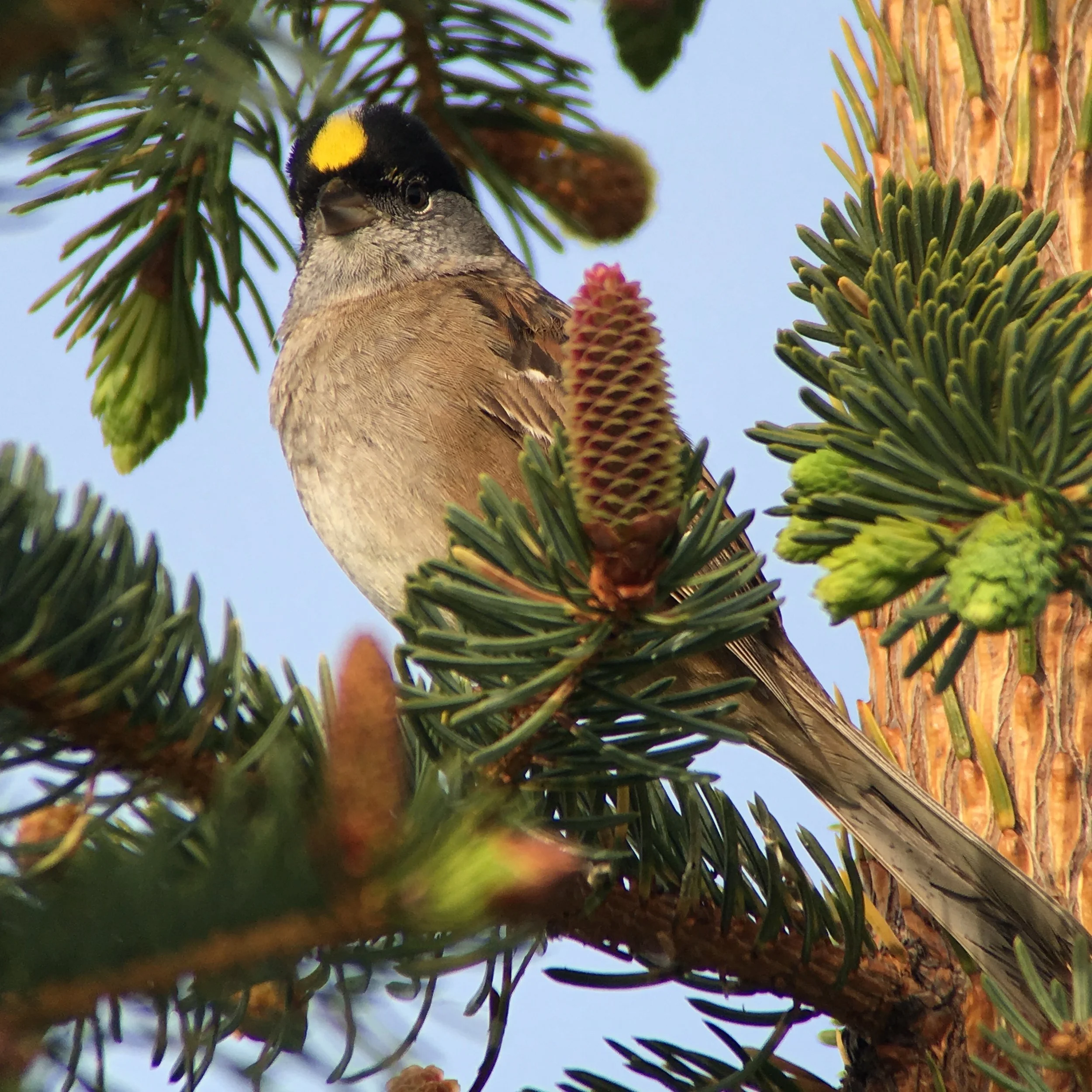 Golden-crowned sparrows sang all around my cabin. 