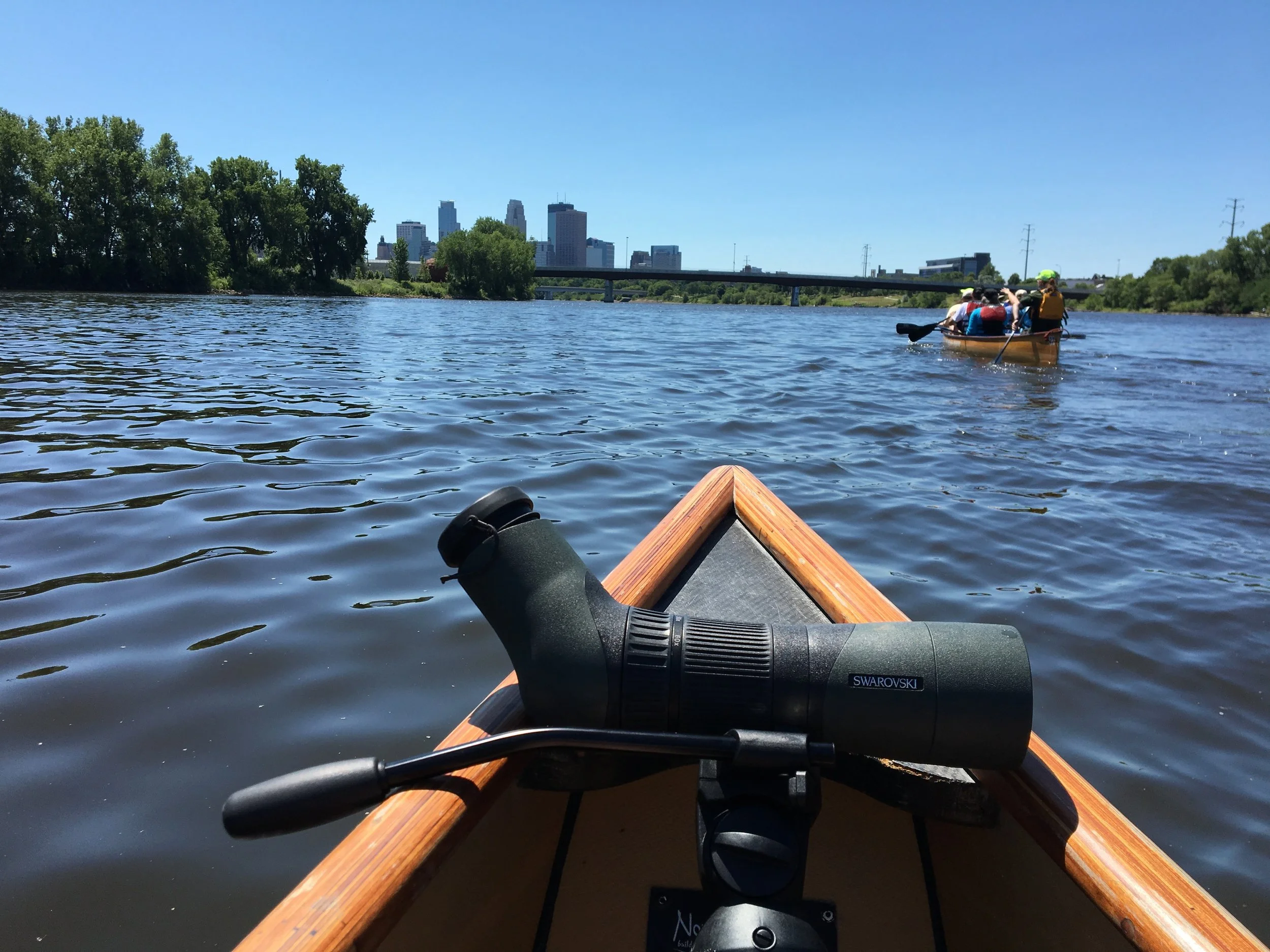 Birdchick Podcast #226 Paddle Birding, Gulls, Spencer Pratt