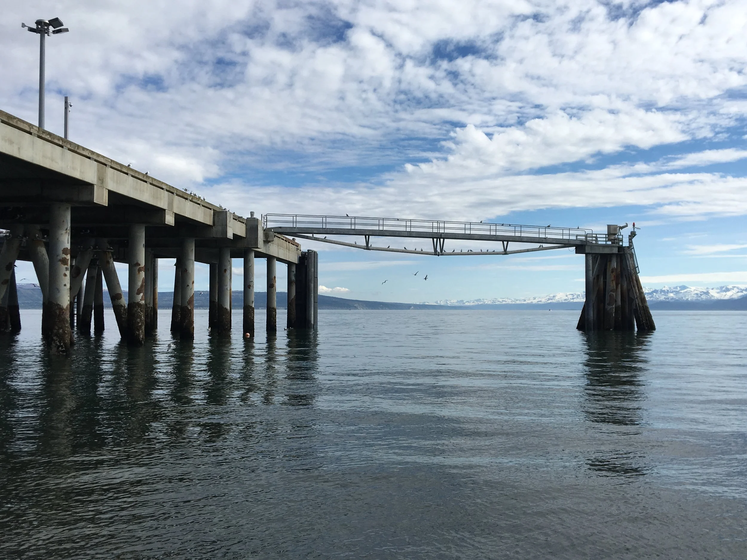 One of the piers where kittiwakes seek shelter from eagles. 