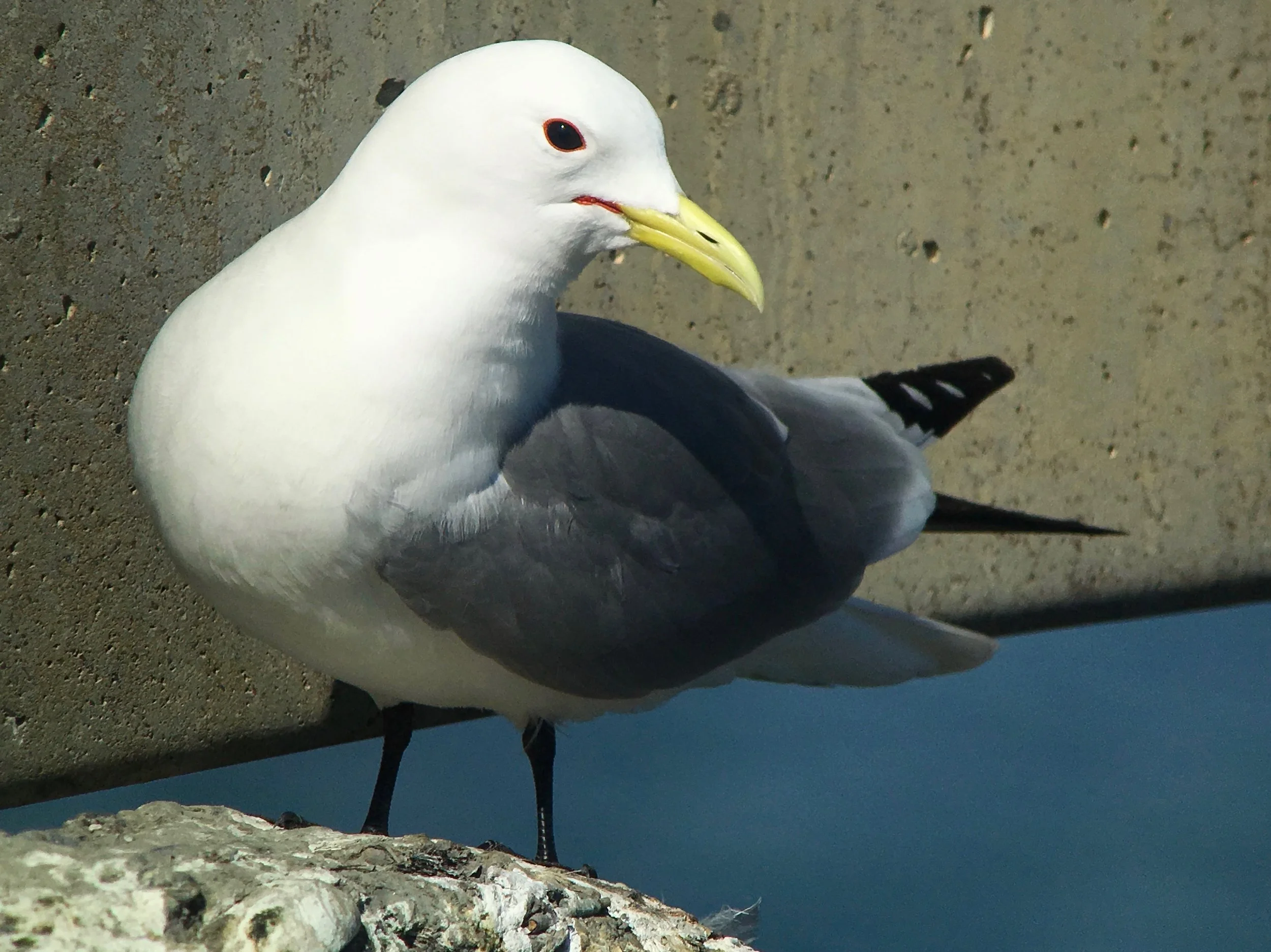Black-legged Kittiwake up close. 