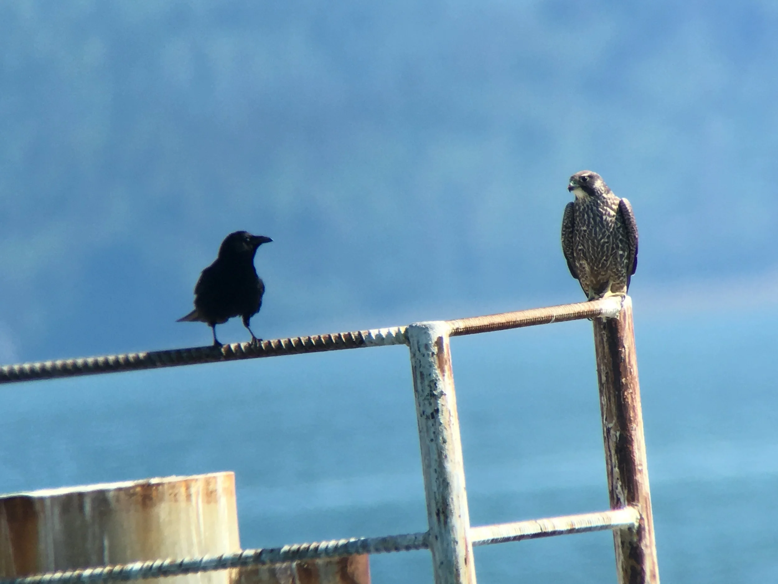 That's not to say a kittiwake colony doesn't attract attention. Here's an immature peregrine falcon and northwester crow near the kittiwakes. Eagles still abound as well. 