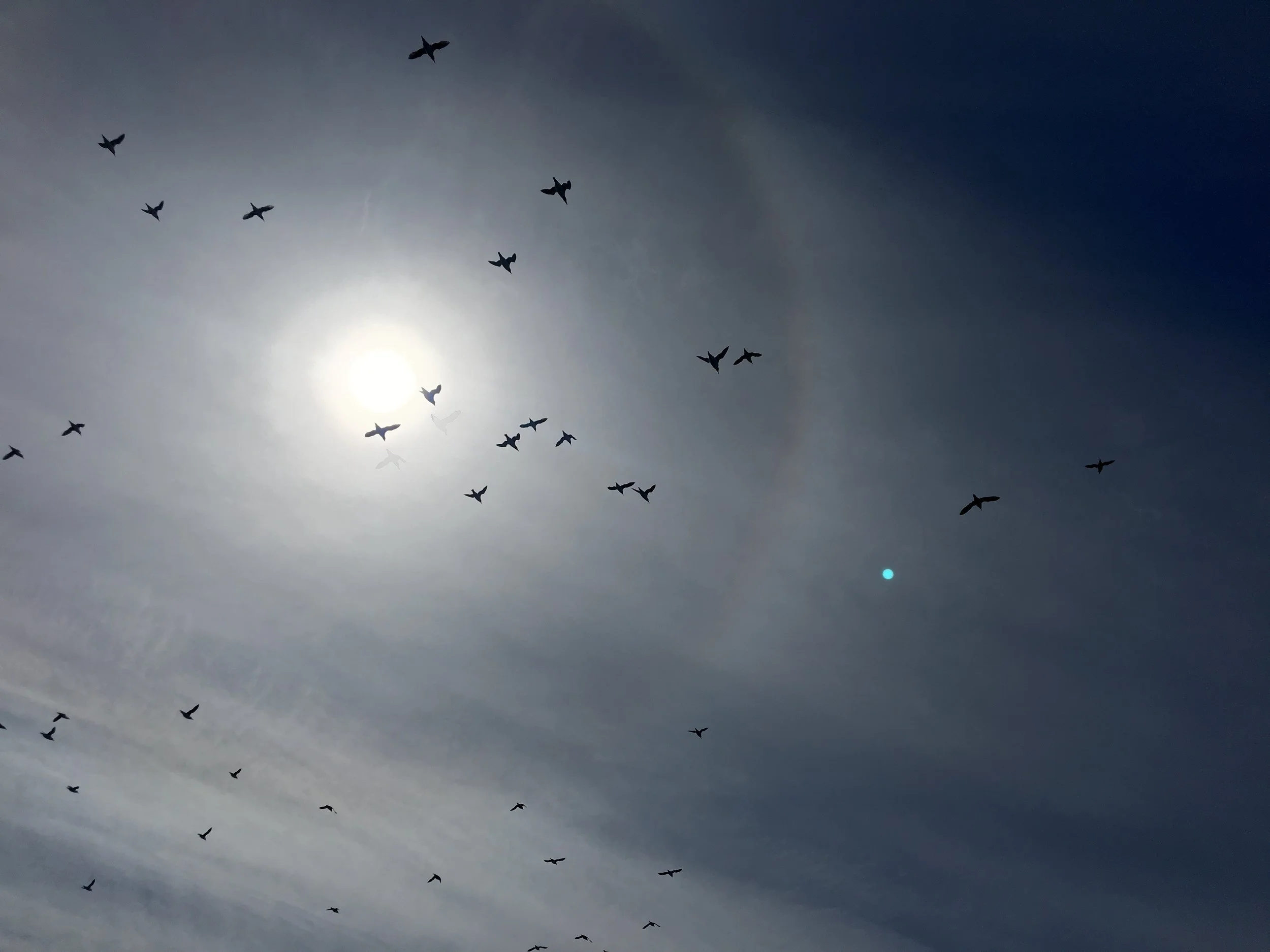 Common murres against the sun taken from a boat.