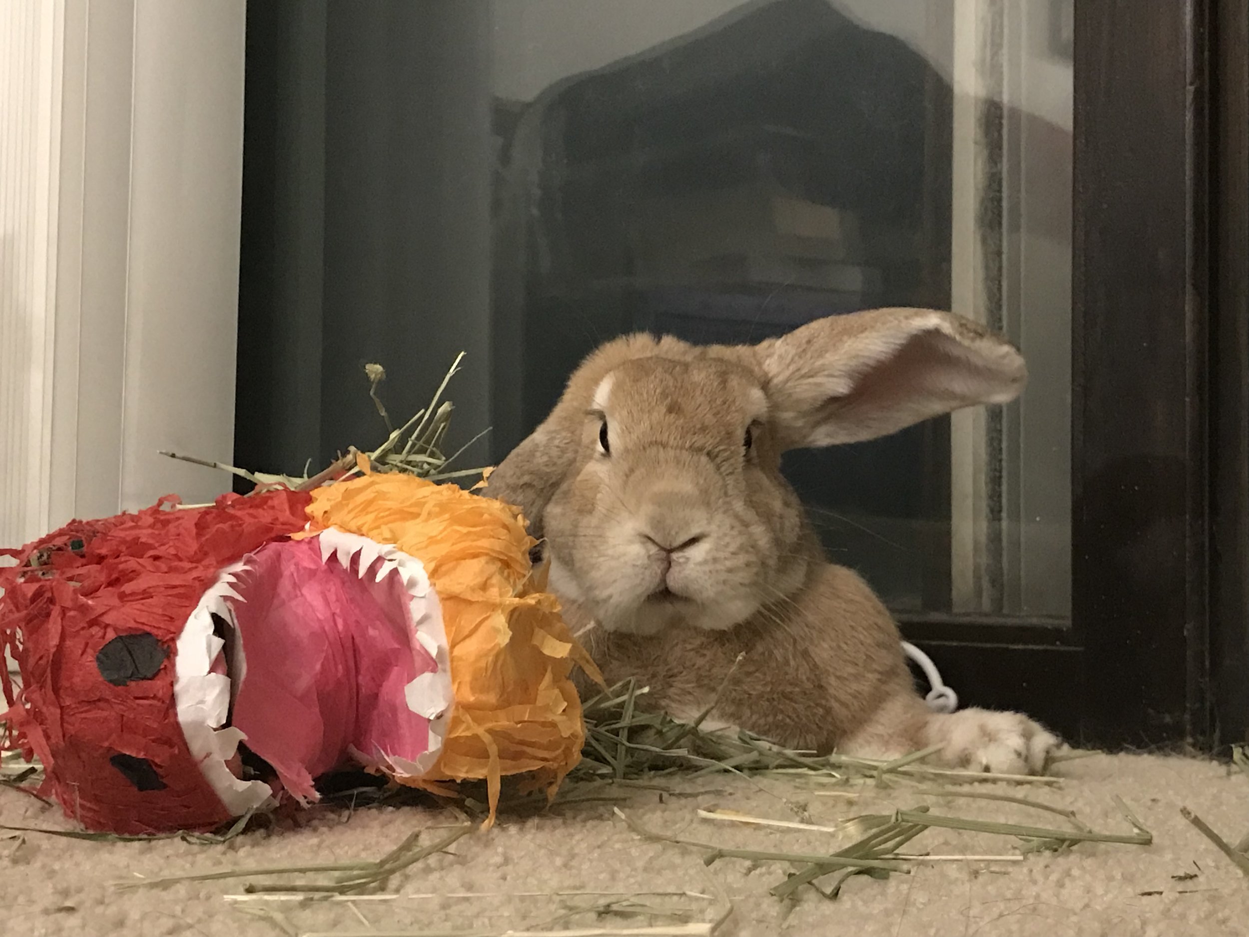 Birdchick Podcast #227 My Husband is Surprisingly Supportive