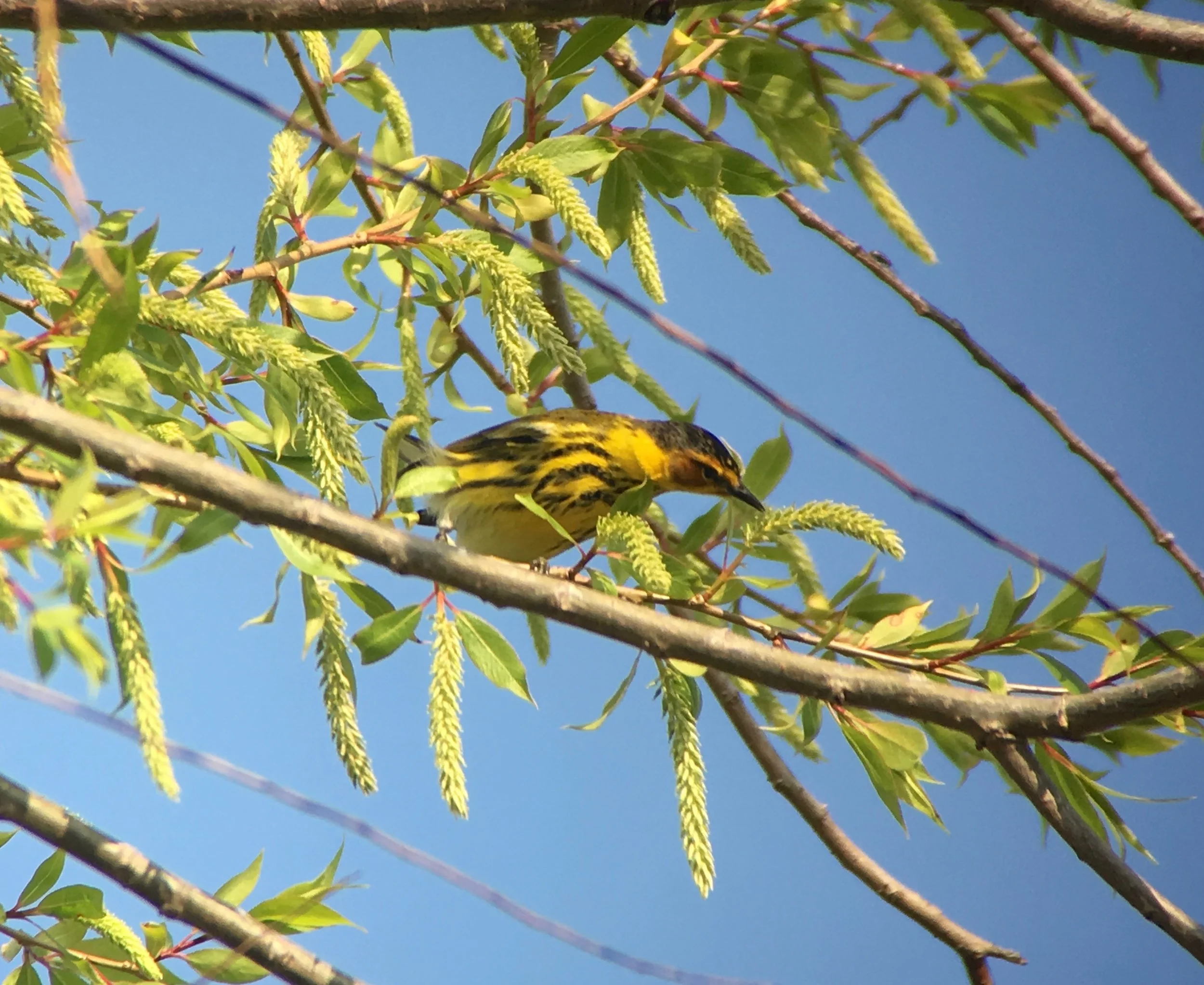 Is this Cape May warbler wondering what's wrong with my butt?