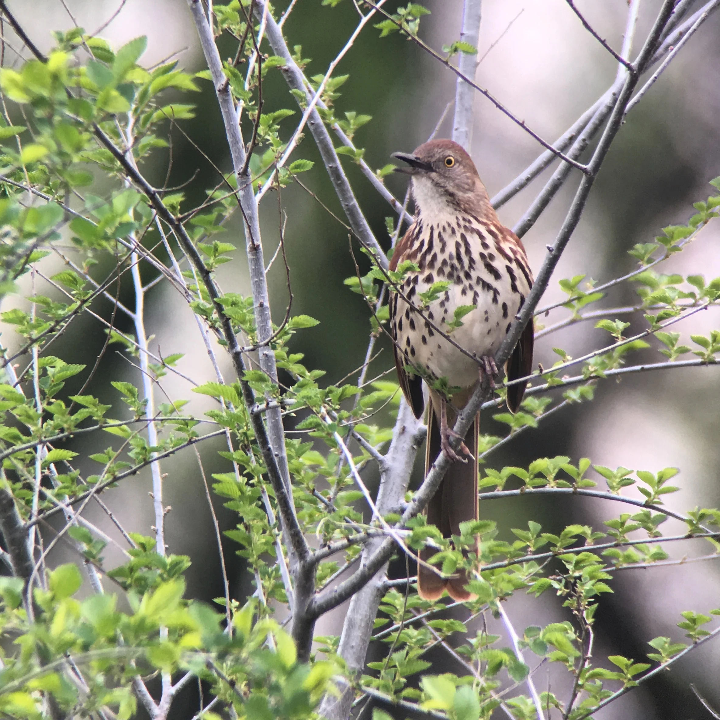 Brown thrasher seen at our Big Watch event. 