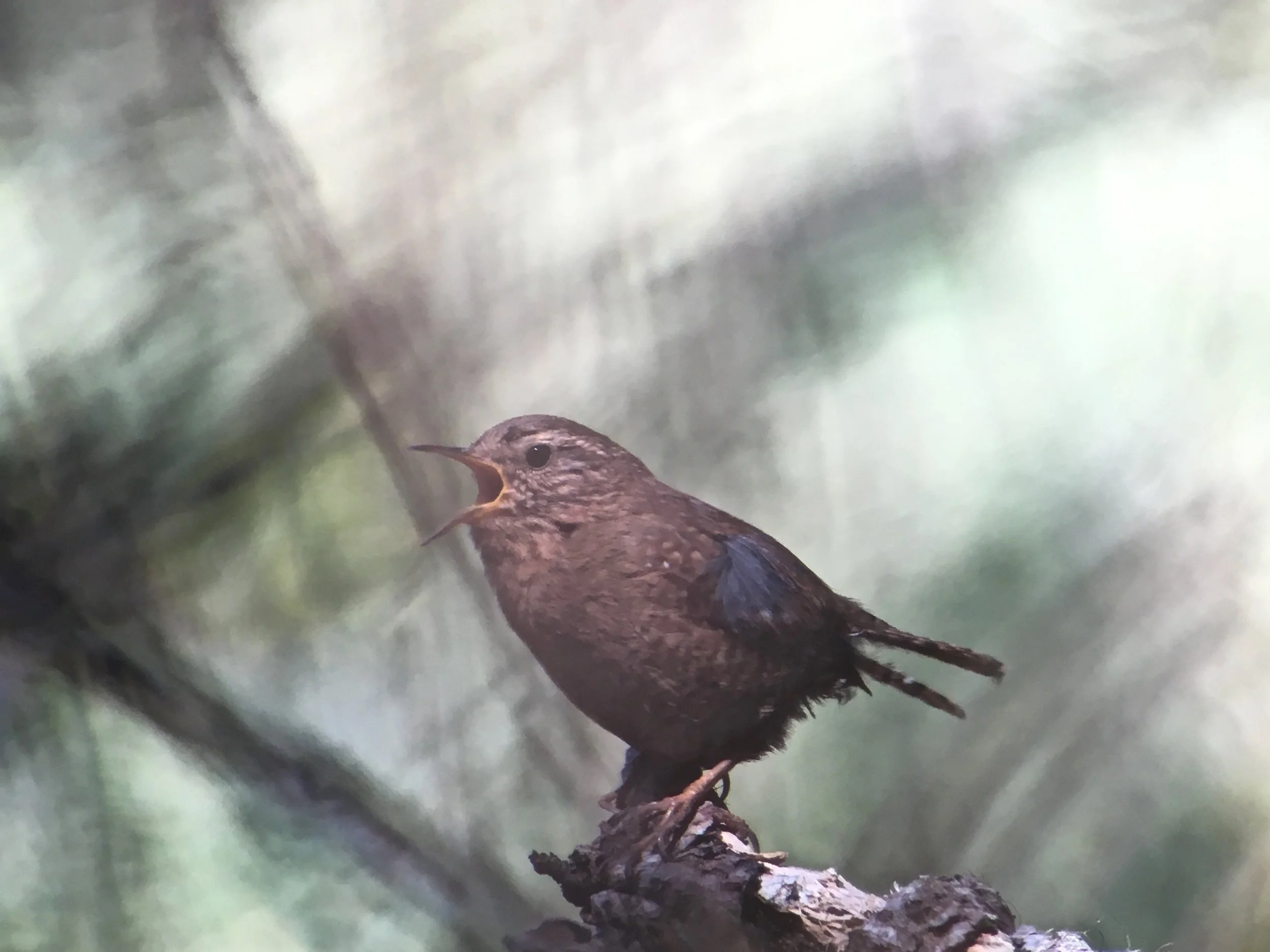 The song of a Pacific wren echoing through the woods is another great balm for the soul. 