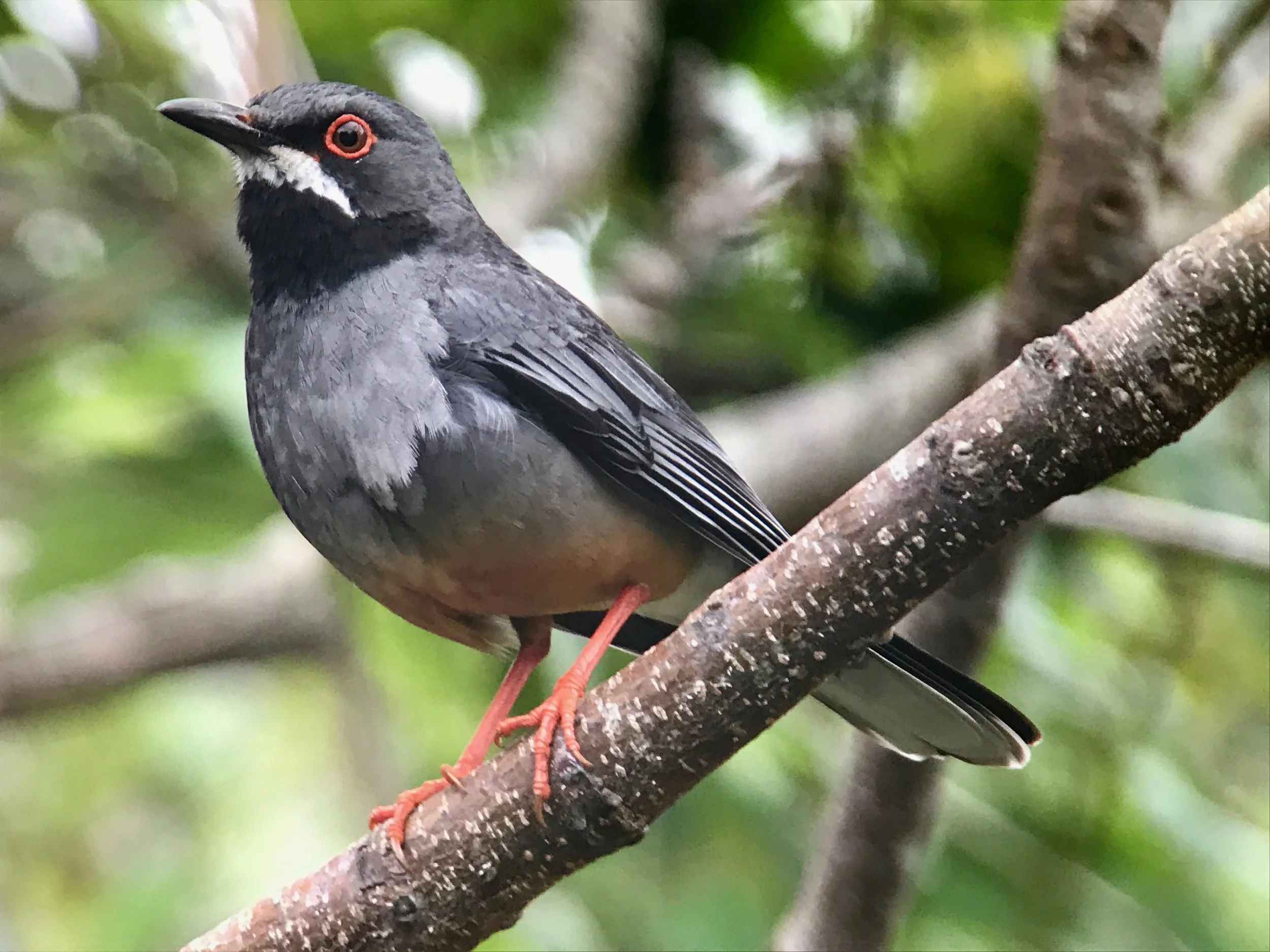 Red-legged thrush.
