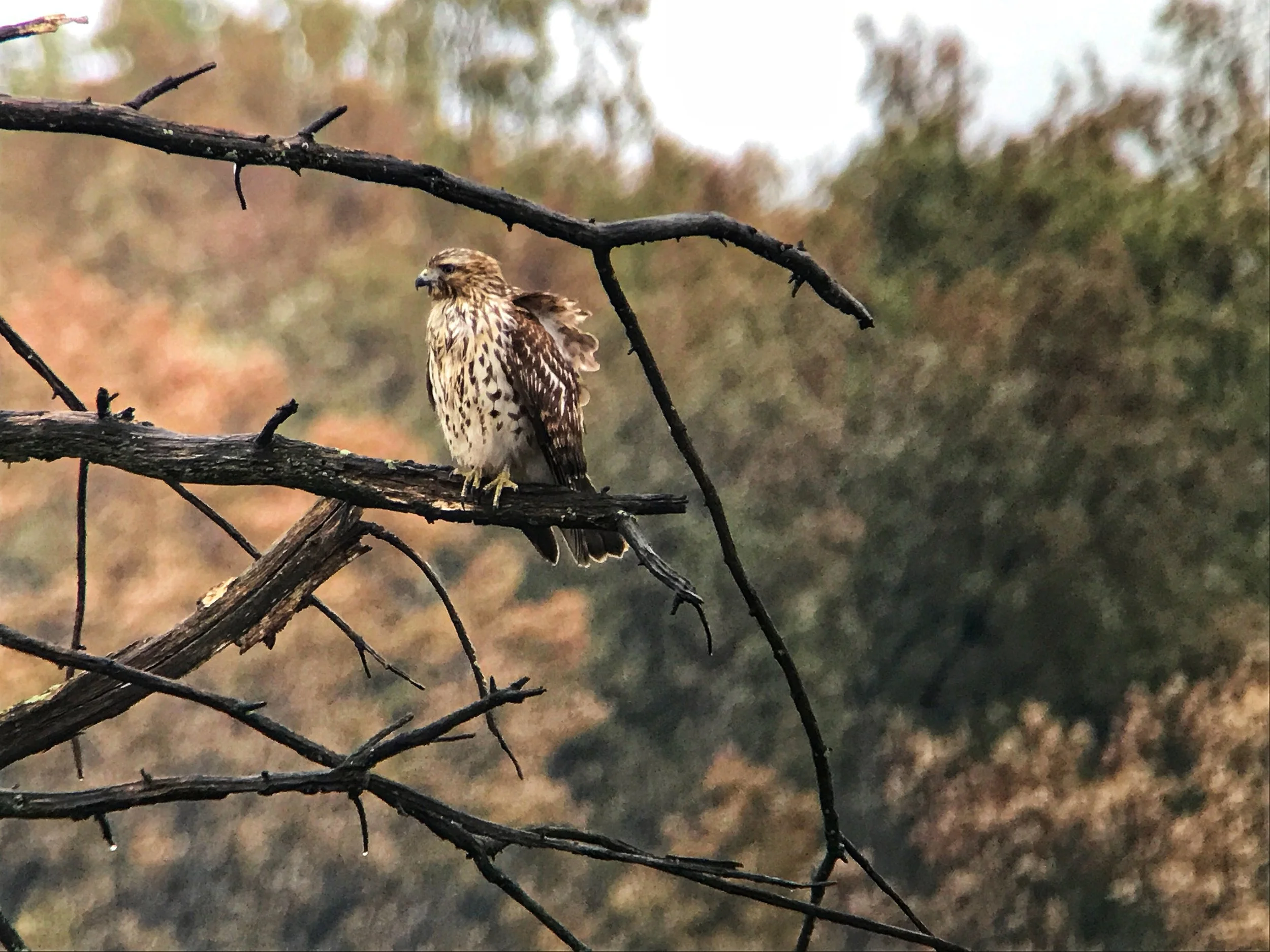 One of the first birds that I tested my new Swarovski 8x32 ELs on was an immature red-shouldered hawk. 