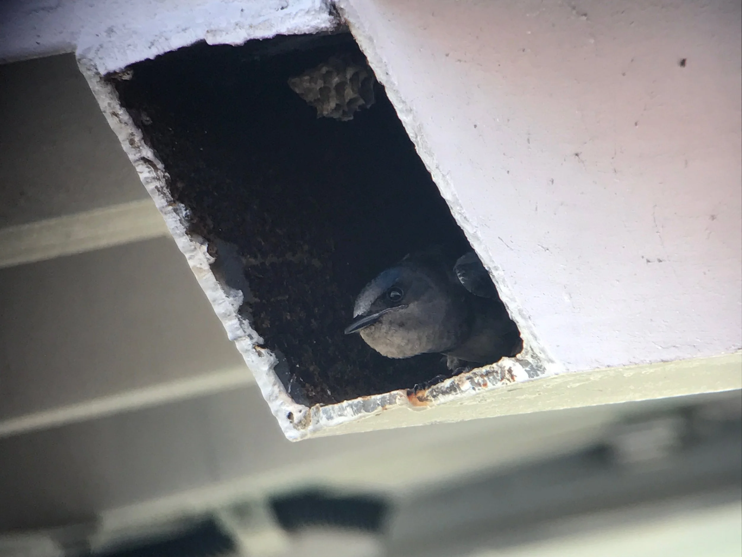 Female Cuban martin in a nest cavity, check out the wasp nest above her head. 
