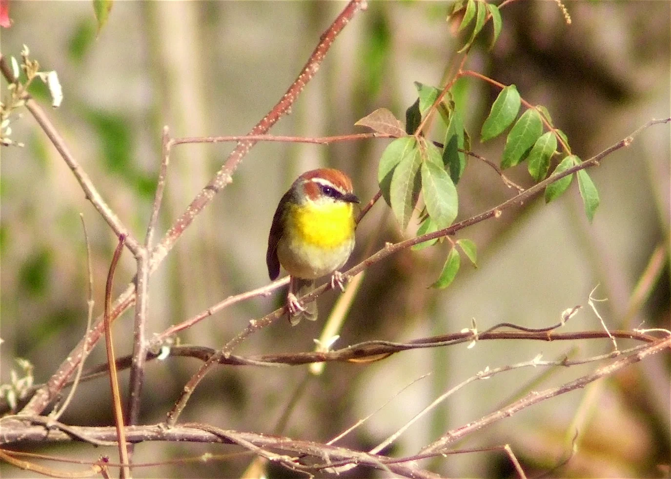 Rufous-capped warbler.