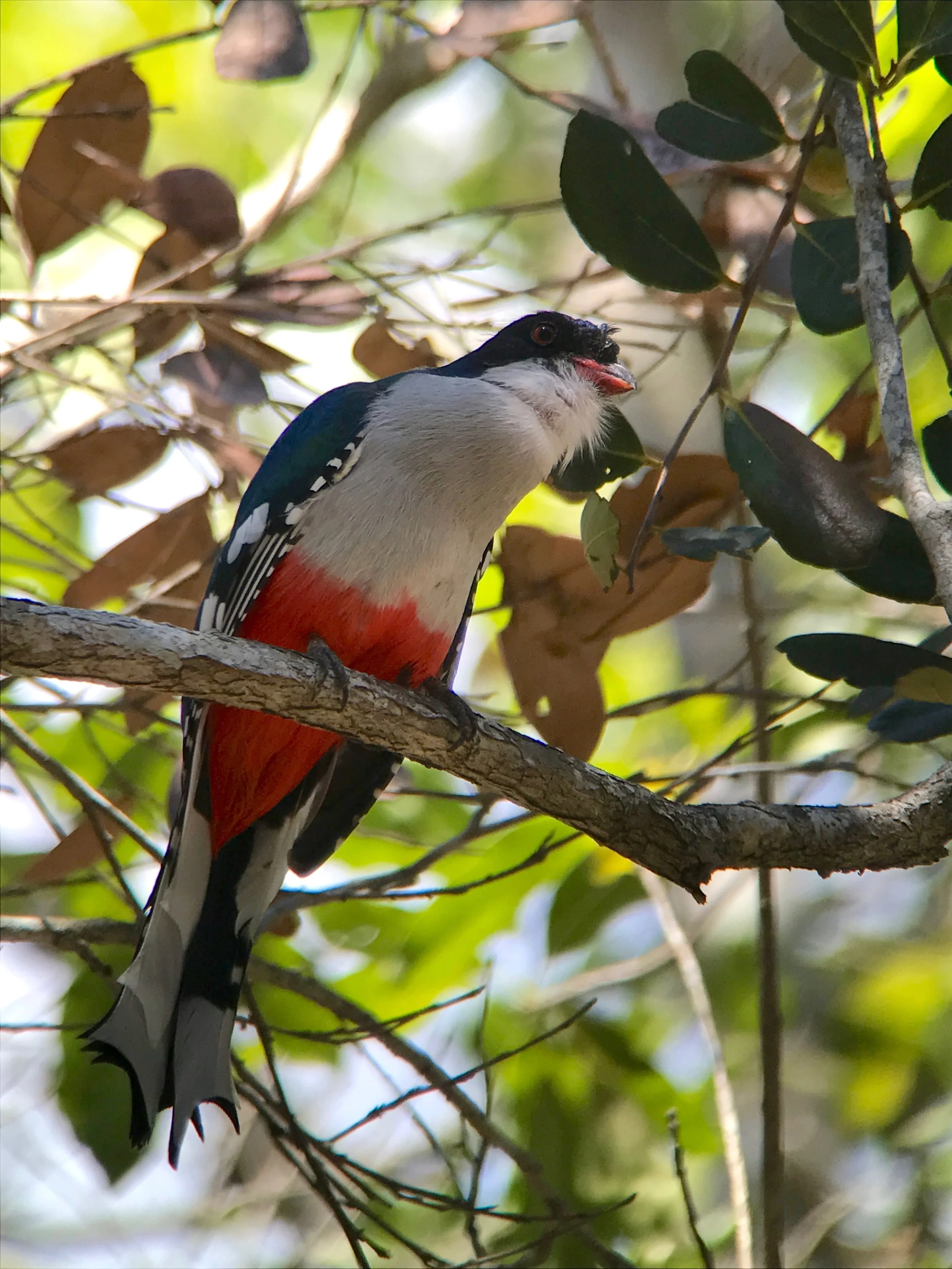 Our very first bird was the Cuban national bird, the Tocororo or Cuban trogon. As we were watching Cuban oriole and Cuban green woodpecker flew over--to a nest. 
