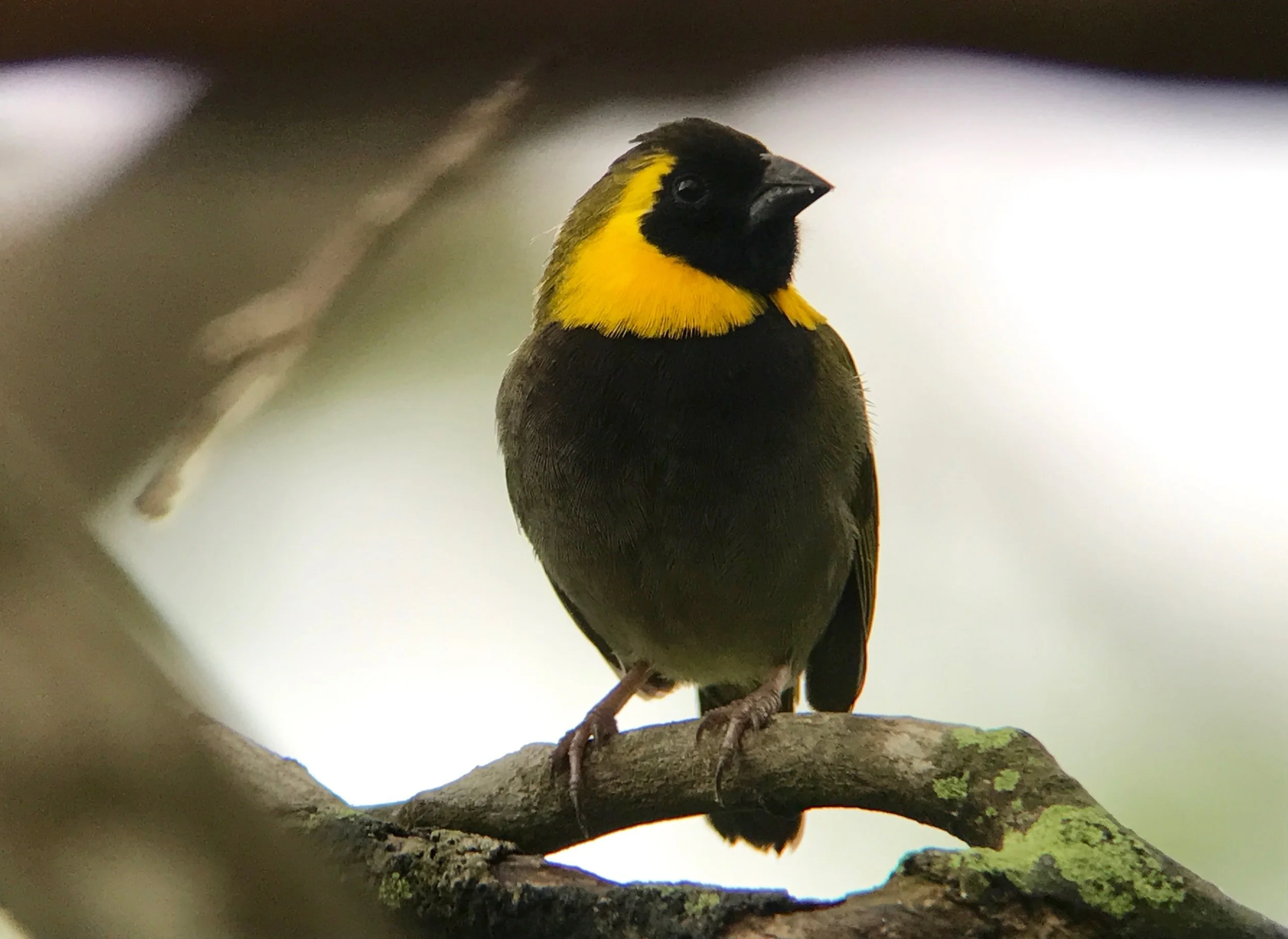 Cuban grassquit. 