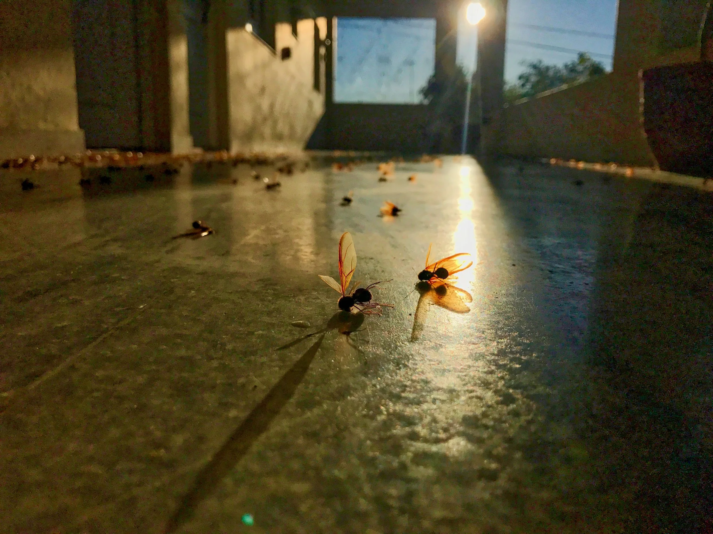 Che Guevera's Cave and Ant Hatches