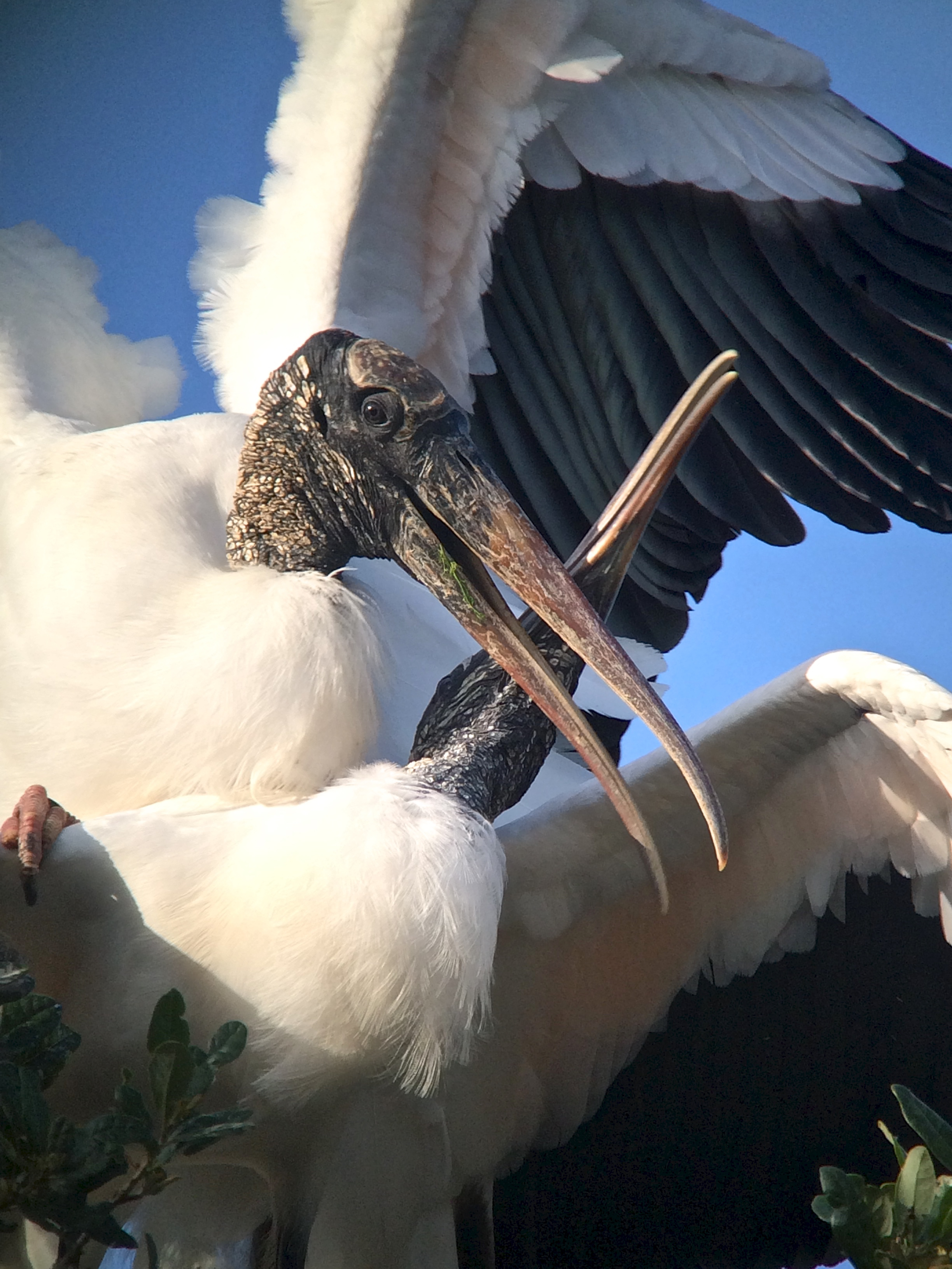 wood stork sex.jpg