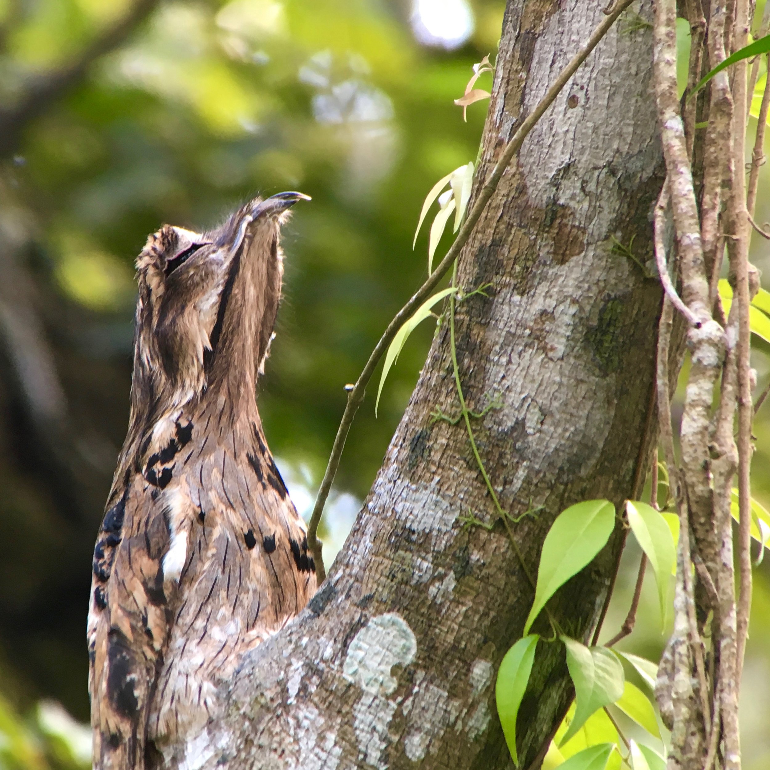 'northern potoo.jpg