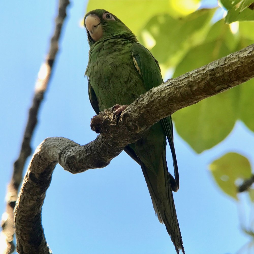 Cuban parakeet in Playa Larga.