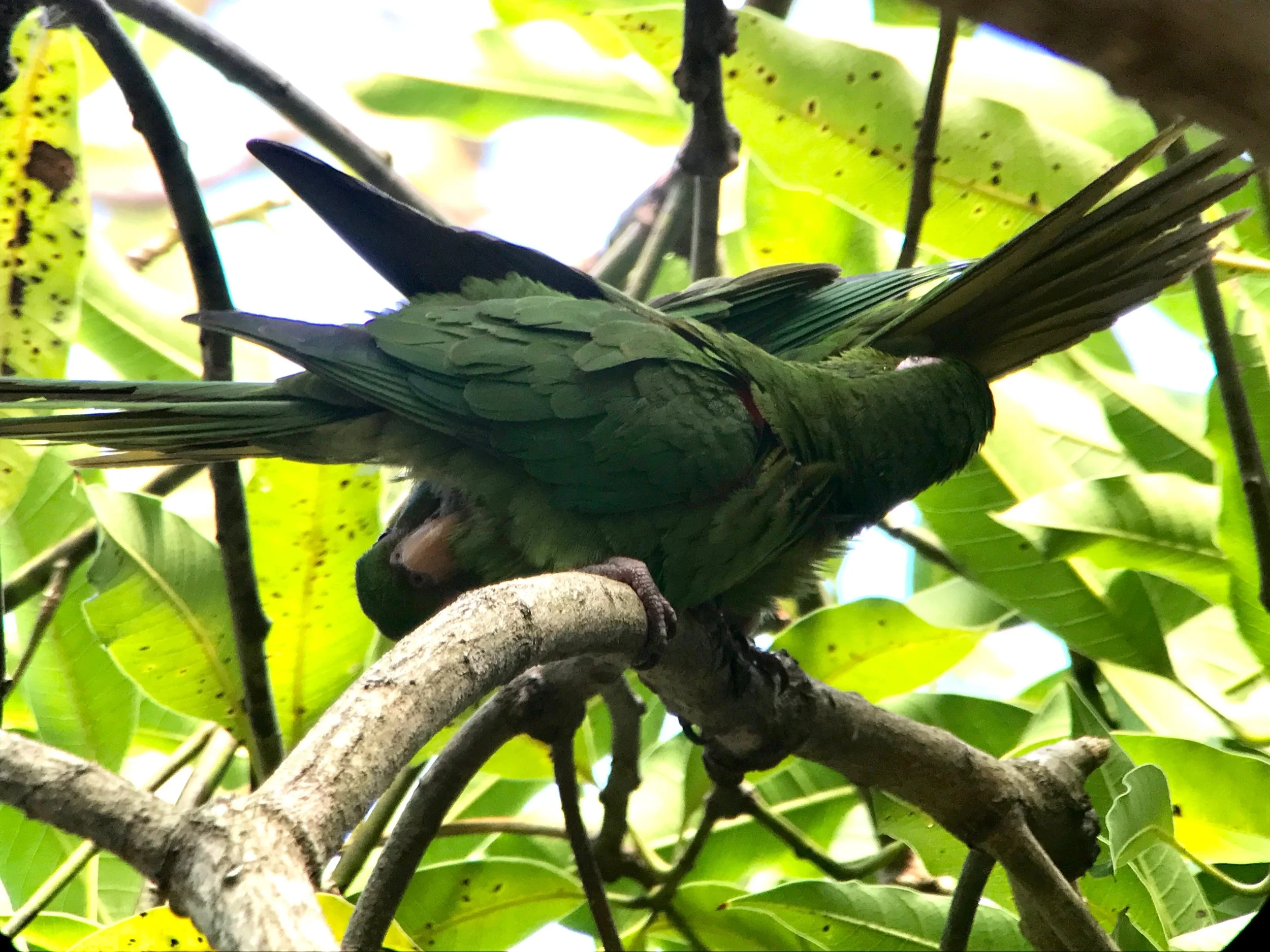 Cuban Parakeets Go Full 69