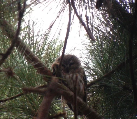 Birdchick Podcast #229 We're Back!