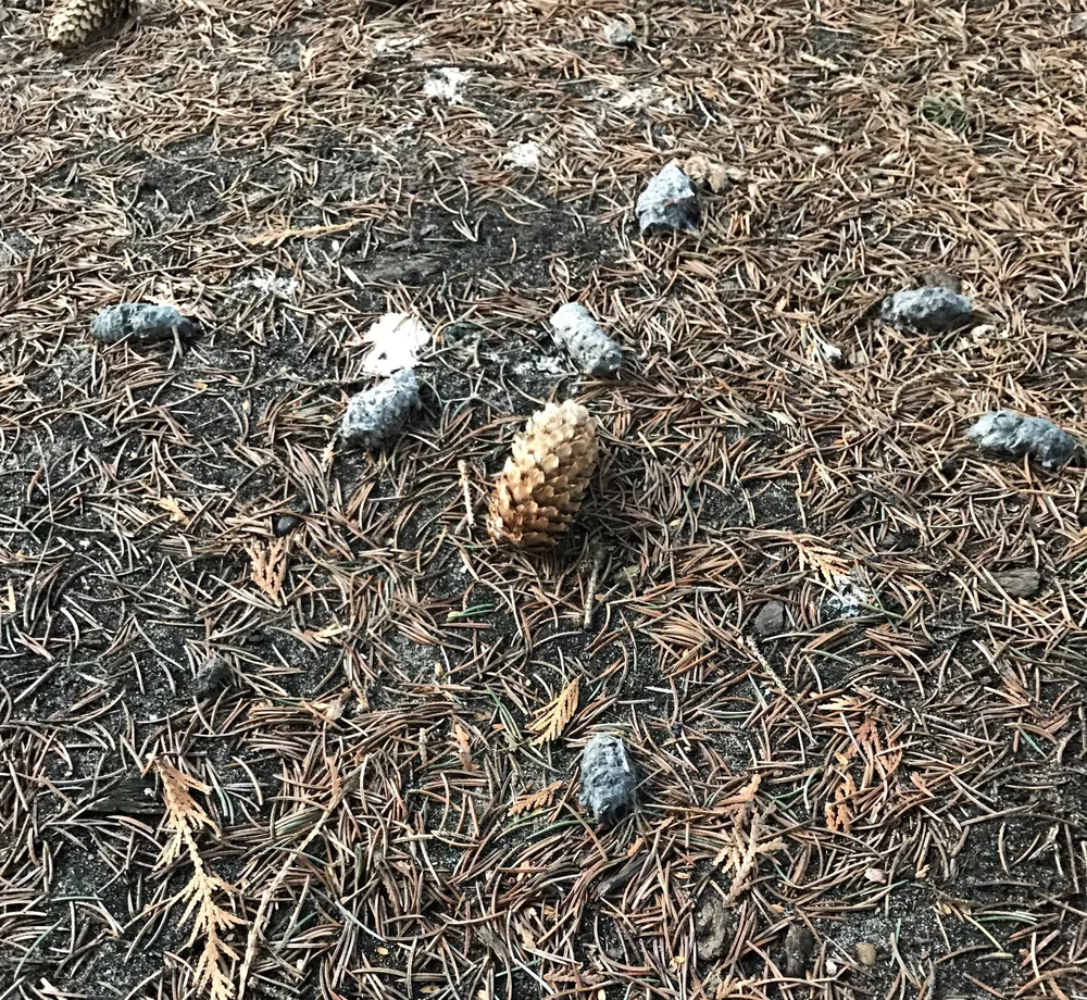 Owl pellets and poop. Owl pellets are distinctive by having lots of bones in them unlike hawk pellets.&nbsp;