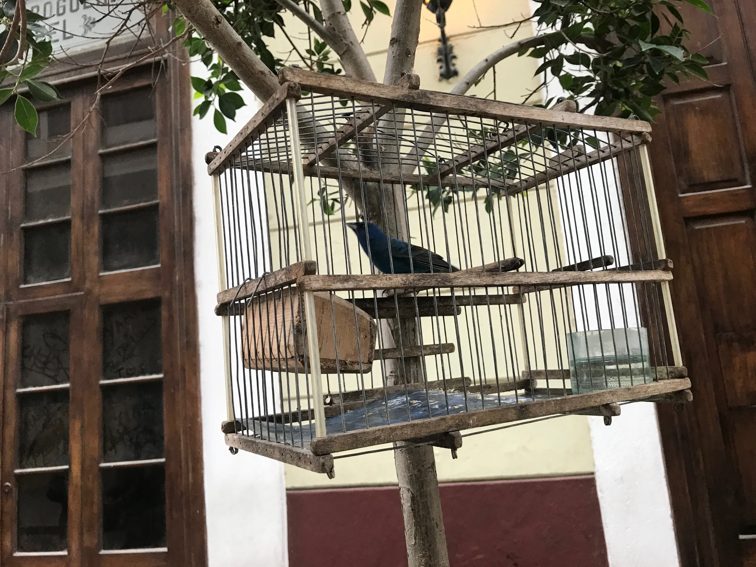 An indigo bunting for sale outside of my hotel in Havana. One of many seen on my trip to Cuba last year. 