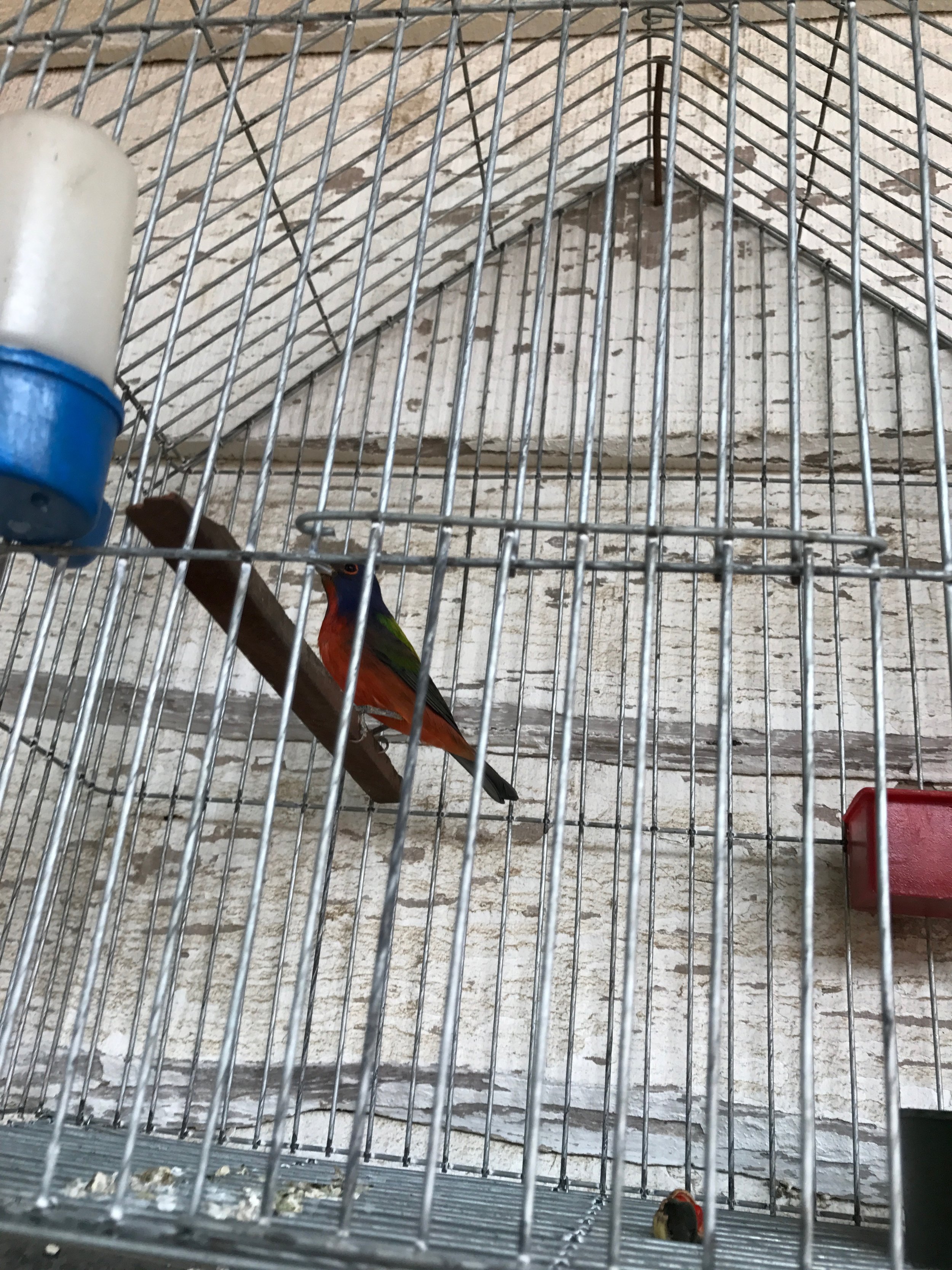 Painted bunting.