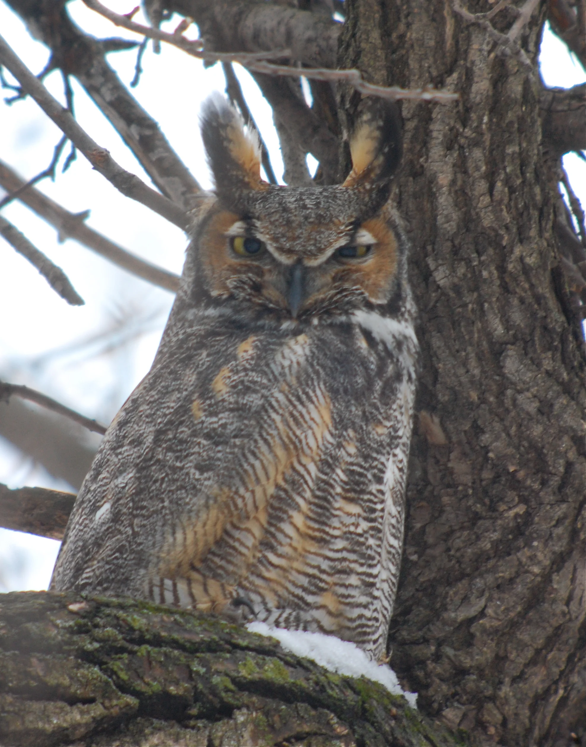 Birdchick Podcast # 235 Owls Being Weird and Laurel/Yanny