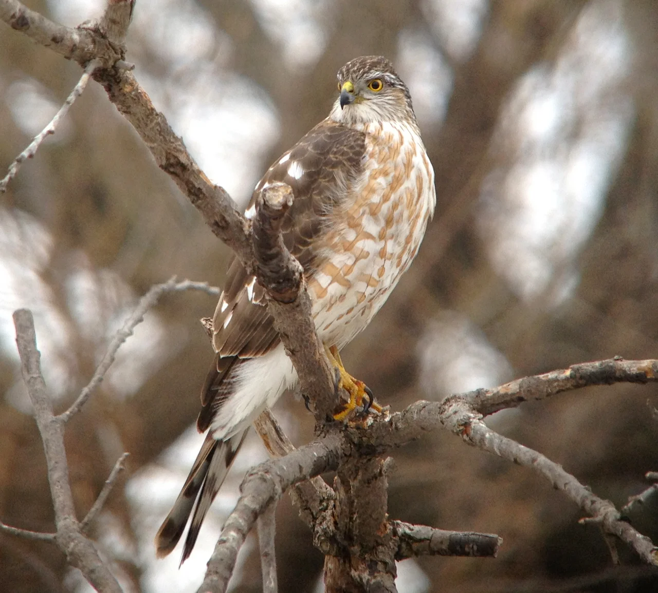 Birdchick Podcast #237 Raccoons, Bill was right...what?