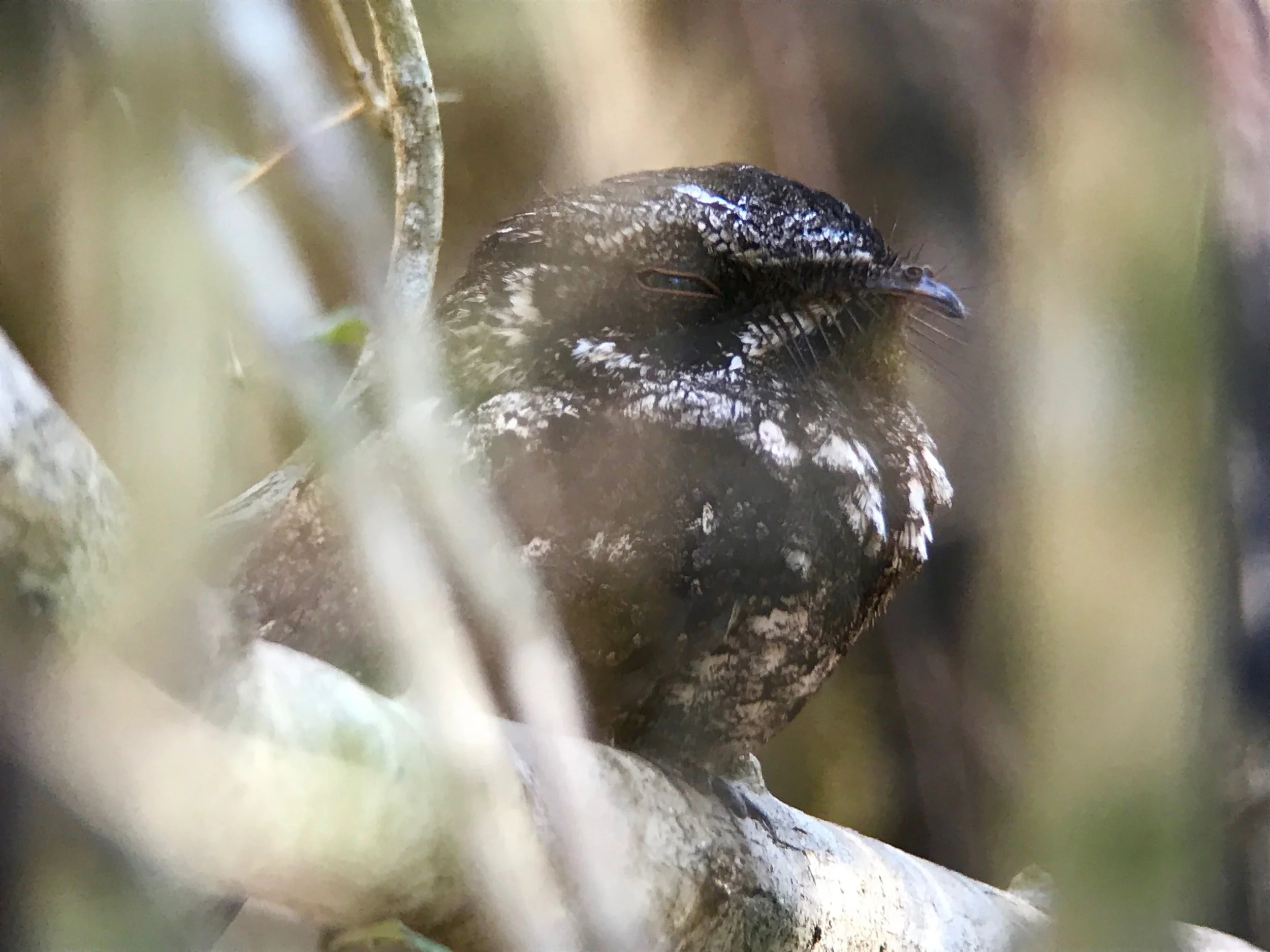 A Cuban Nightjar hidden in its roost in the woods around Soplillar. This and bare-legged owl were two big targets here. 
